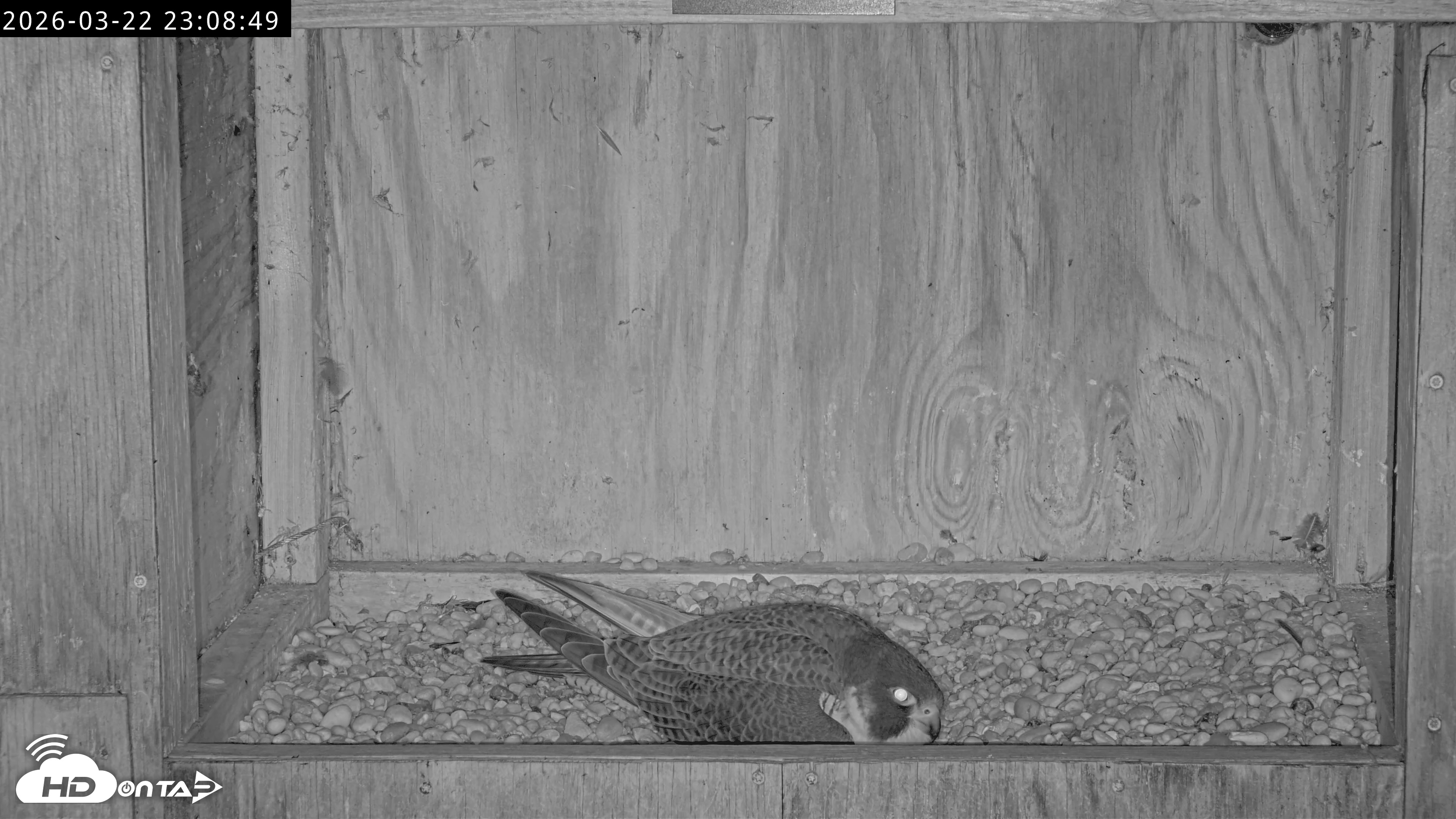 Snapshot of Richmond Virginia Peregrine Falcon Live Cam taken Mar 22, 2026, 11:20pm EDT