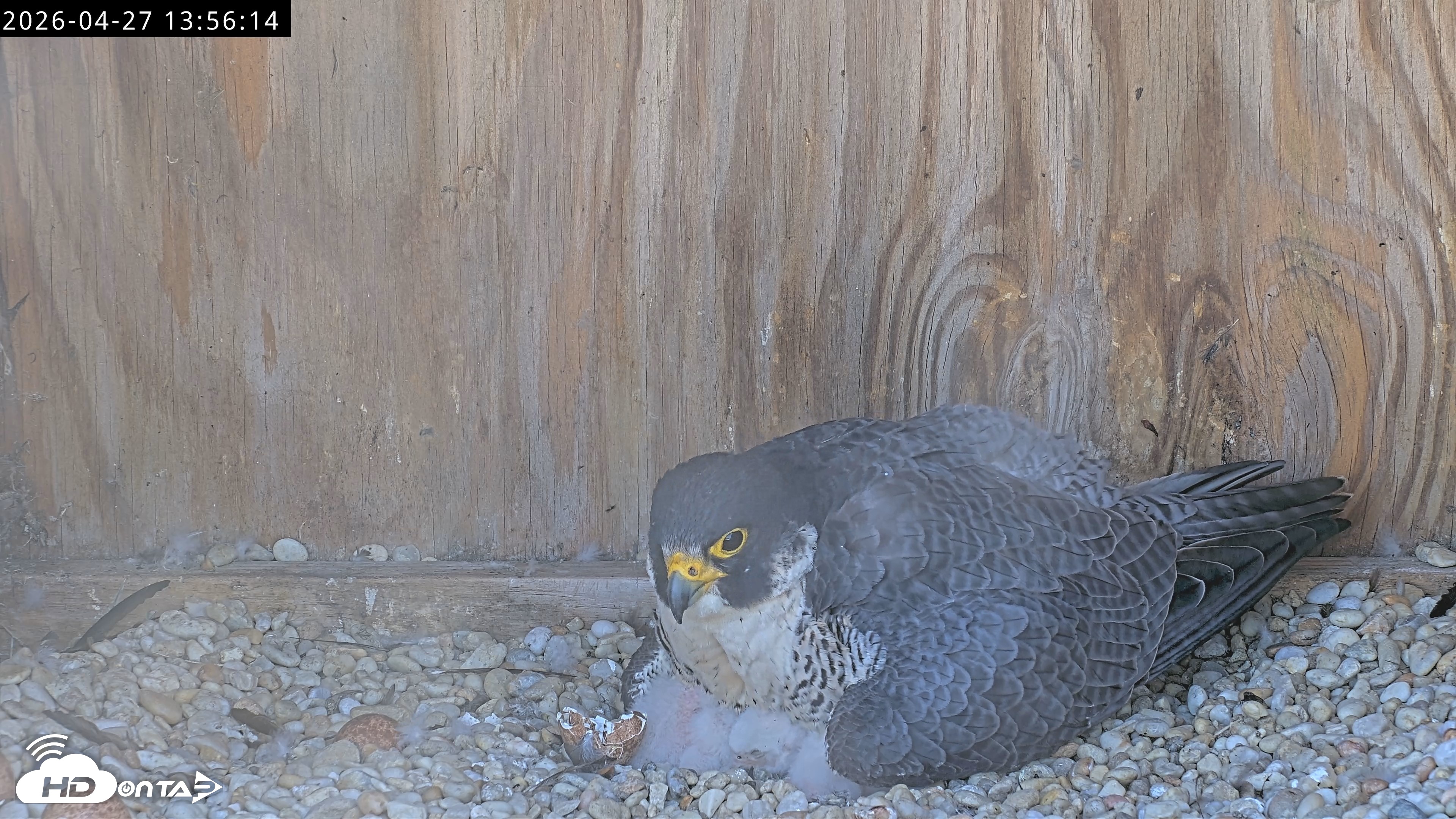 Snapshot of Richmond Virginia Peregrine Falcon Live Cam taken Apr 27, 2026, 2:07pm EDT