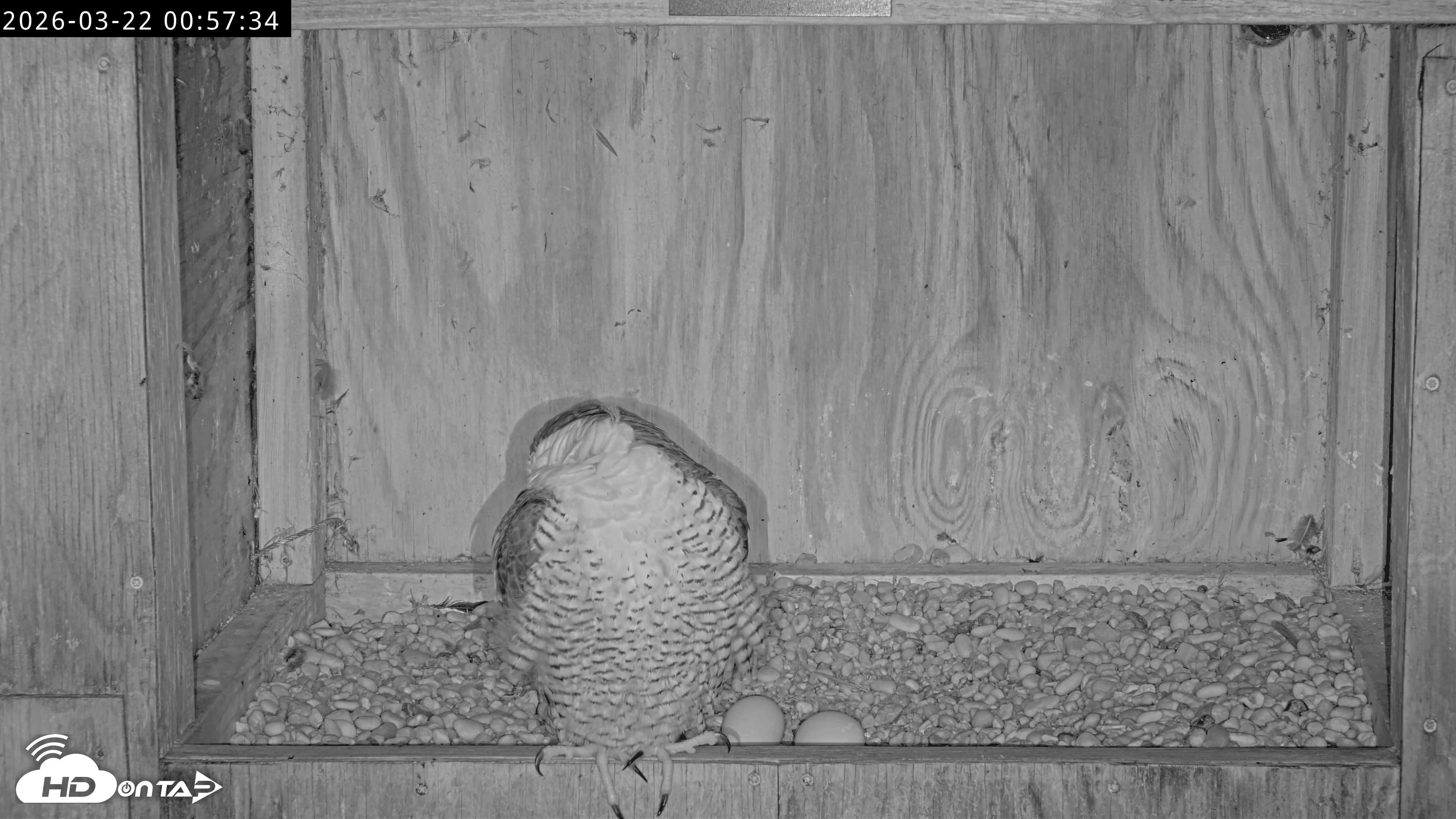 Snapshot of Richmond Virginia Peregrine Falcon Live Cam taken Mar 22, 2026, 1:08am EDT