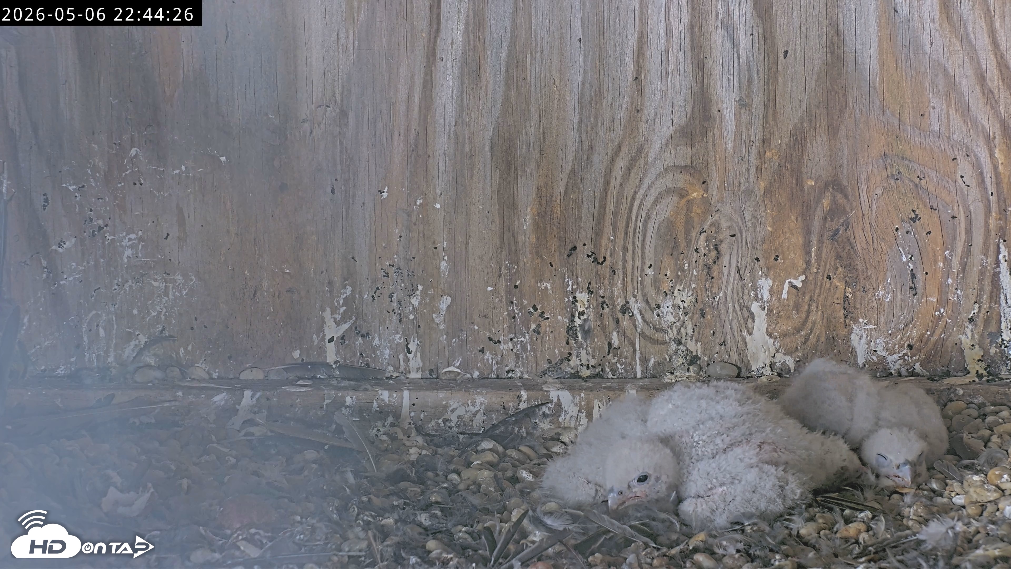 Snapshot of Richmond Virginia Peregrine Falcon Live Cam taken May 6, 2026, 10:45pm EDT