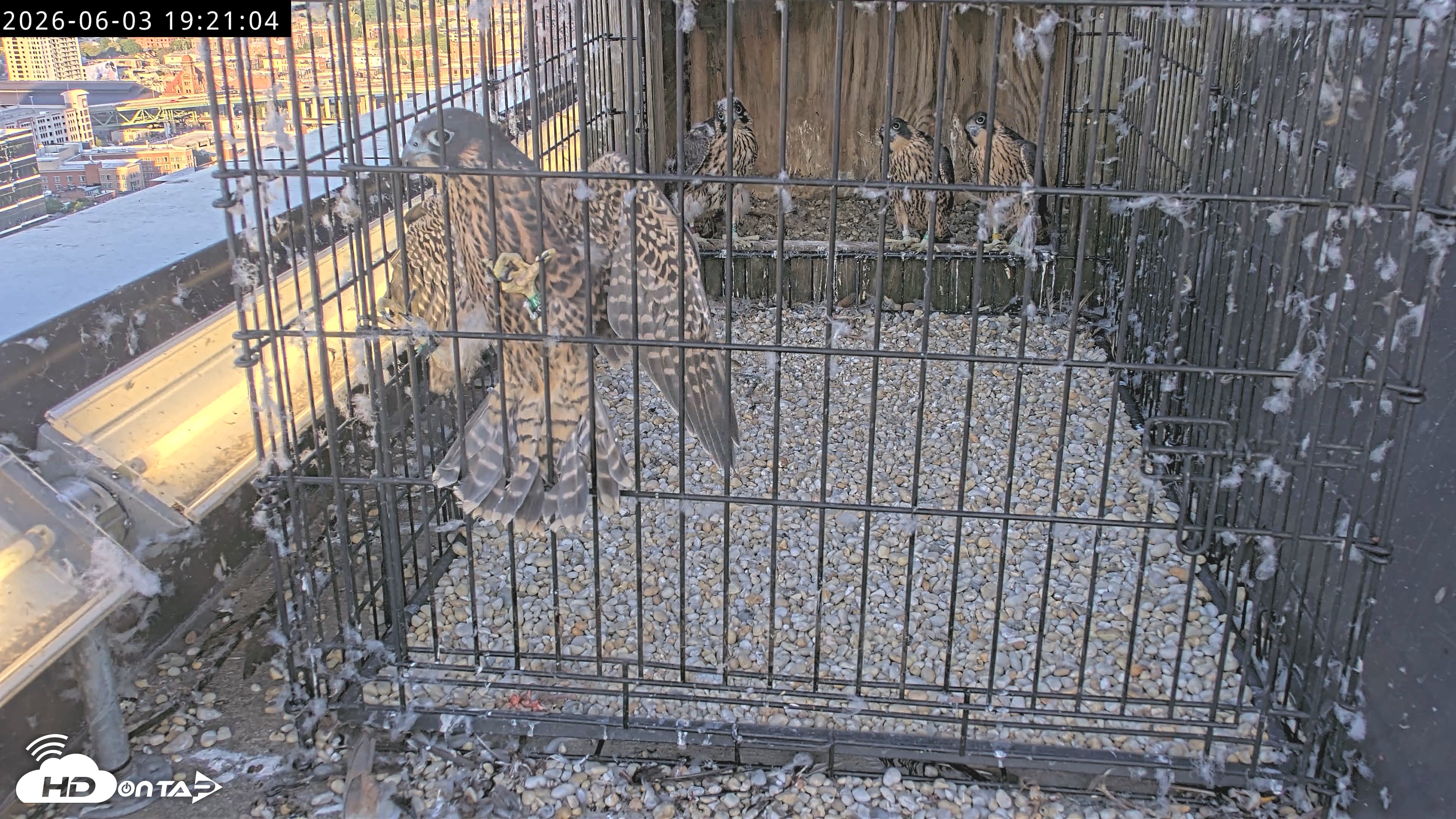 Snapshot of Richmond Virginia Peregrine Falcon Live Cam taken Jun 3, 2026, 7:22pm EDT
