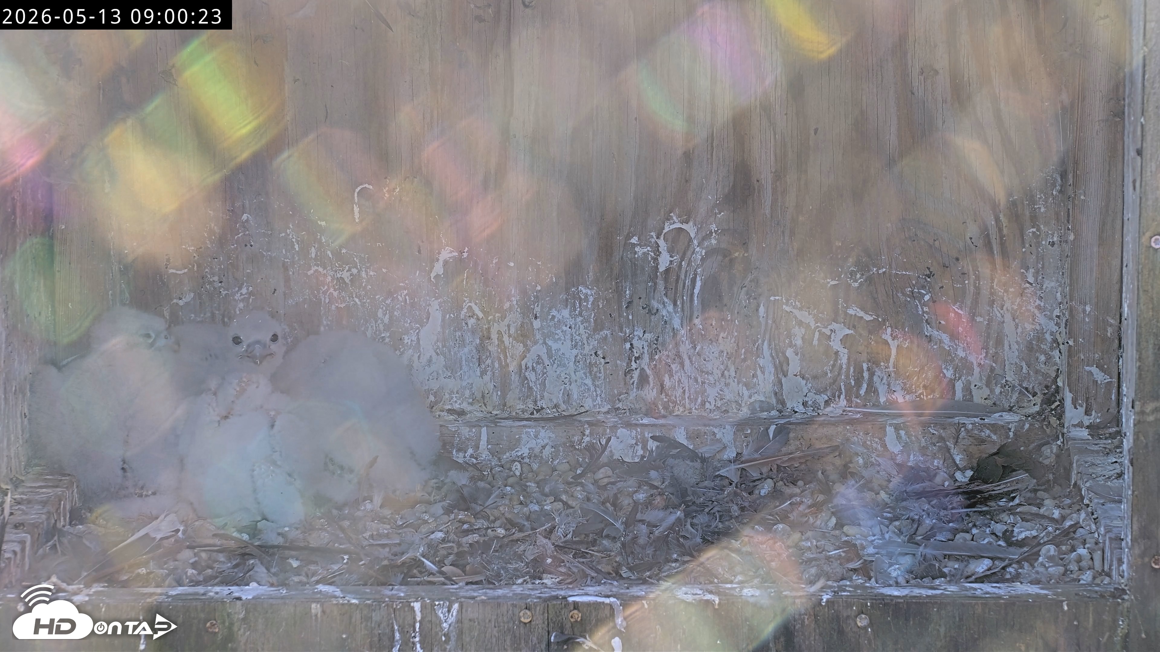 Snapshot of Richmond Virginia Peregrine Falcon Live Cam taken May 13, 2026, 9:01am EDT