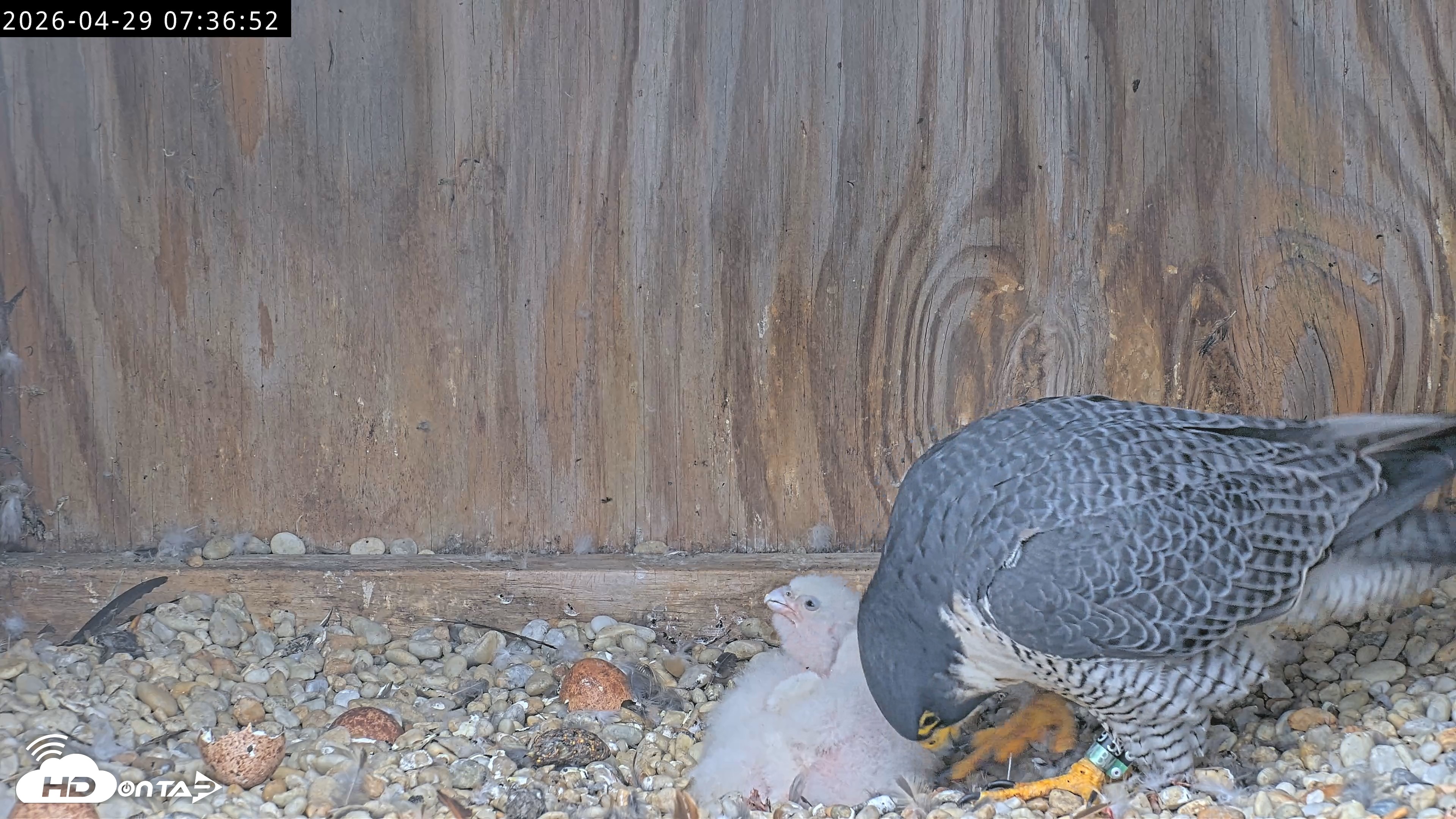 Snapshot of Richmond Virginia Peregrine Falcon Live Cam taken Apr 29, 2026, 7:48am EDT