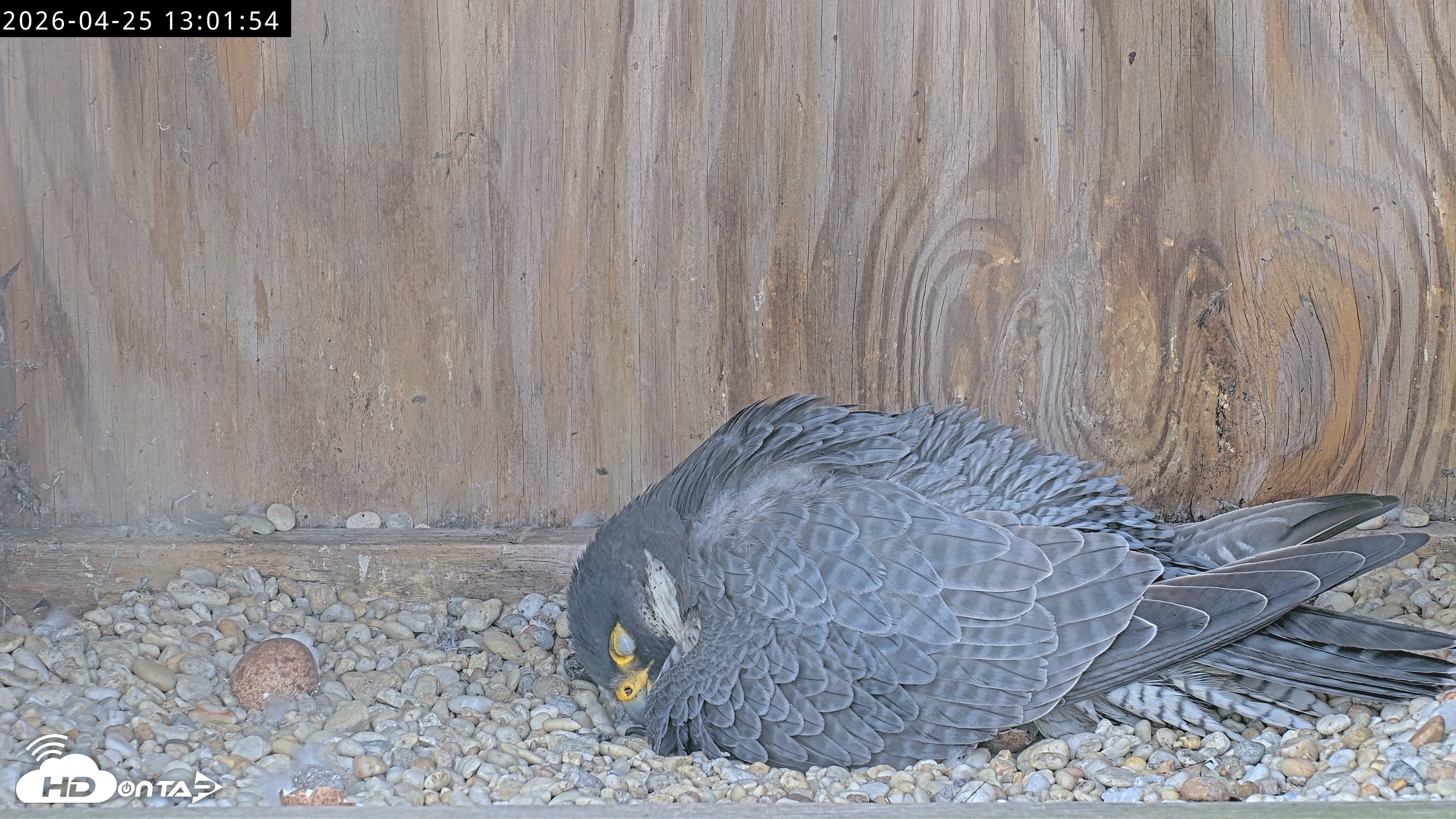 Snapshot of Richmond Virginia Peregrine Falcon Live Cam taken Apr 25, 2026, 1:13pm EDT
