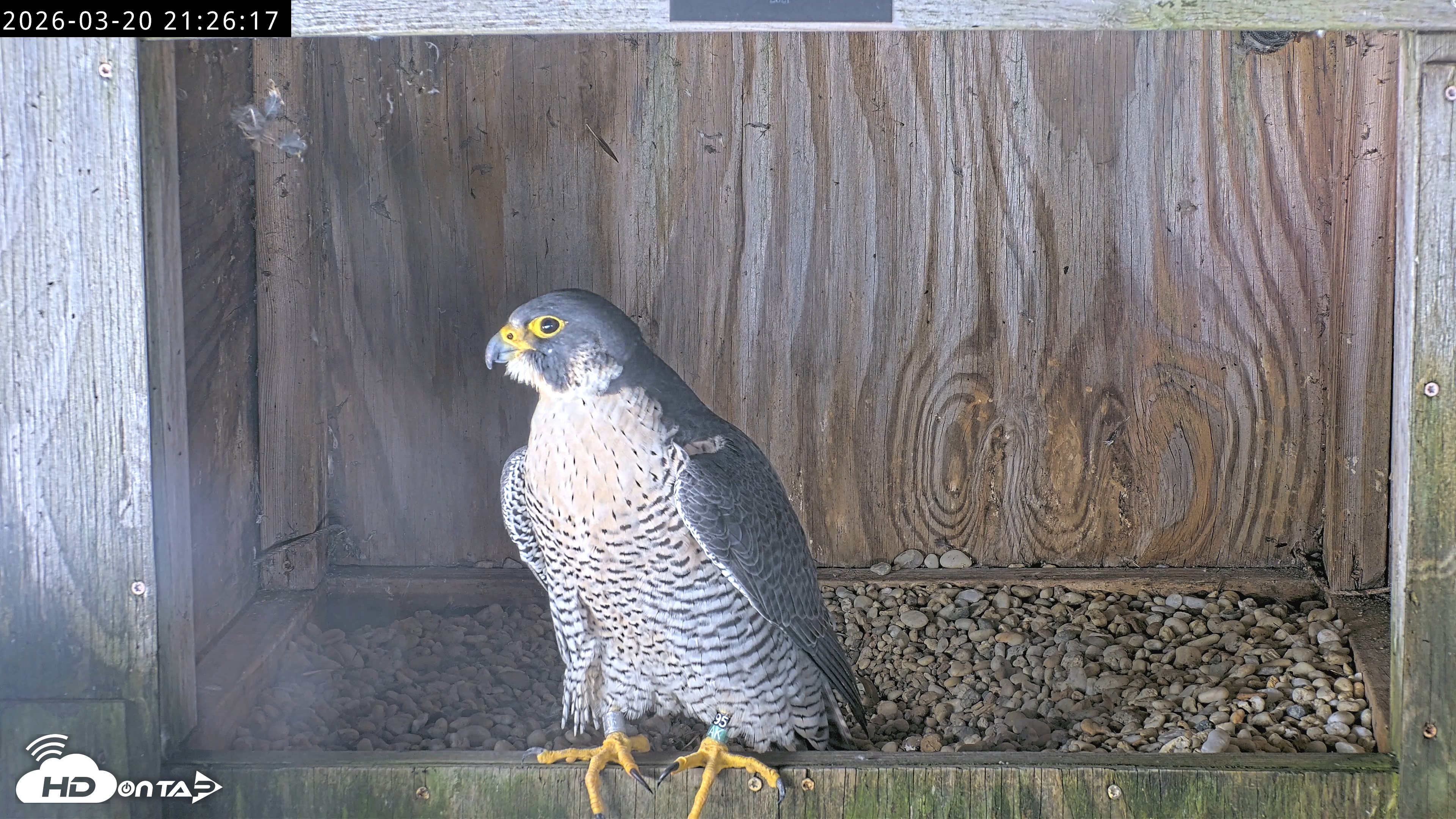Snapshot of Richmond Virginia Peregrine Falcon Live Cam taken Mar 20, 2026, 9:37pm EDT