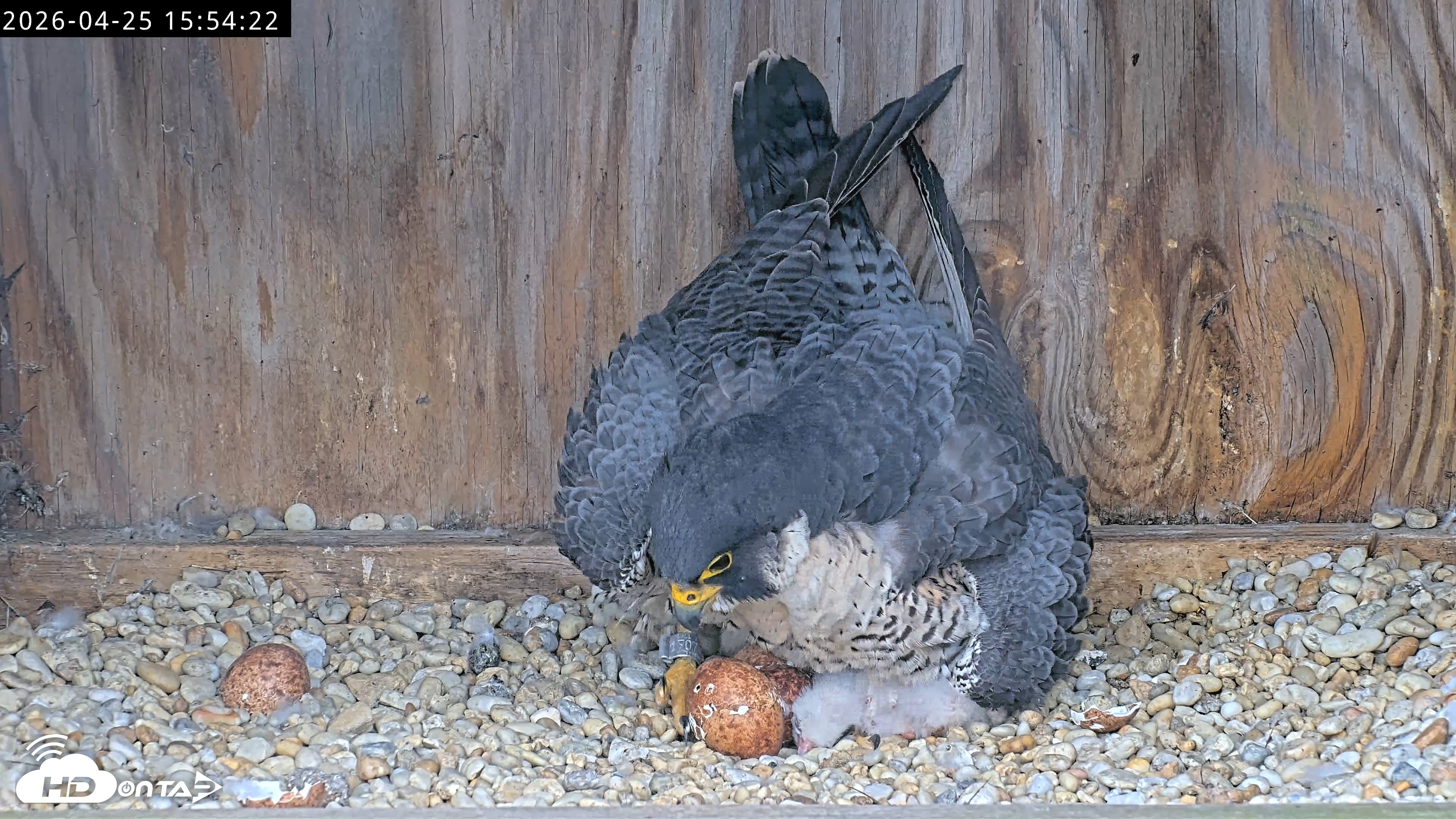 Snapshot of Richmond Virginia Peregrine Falcon Live Cam taken Apr 25, 2026, 4:06pm EDT
