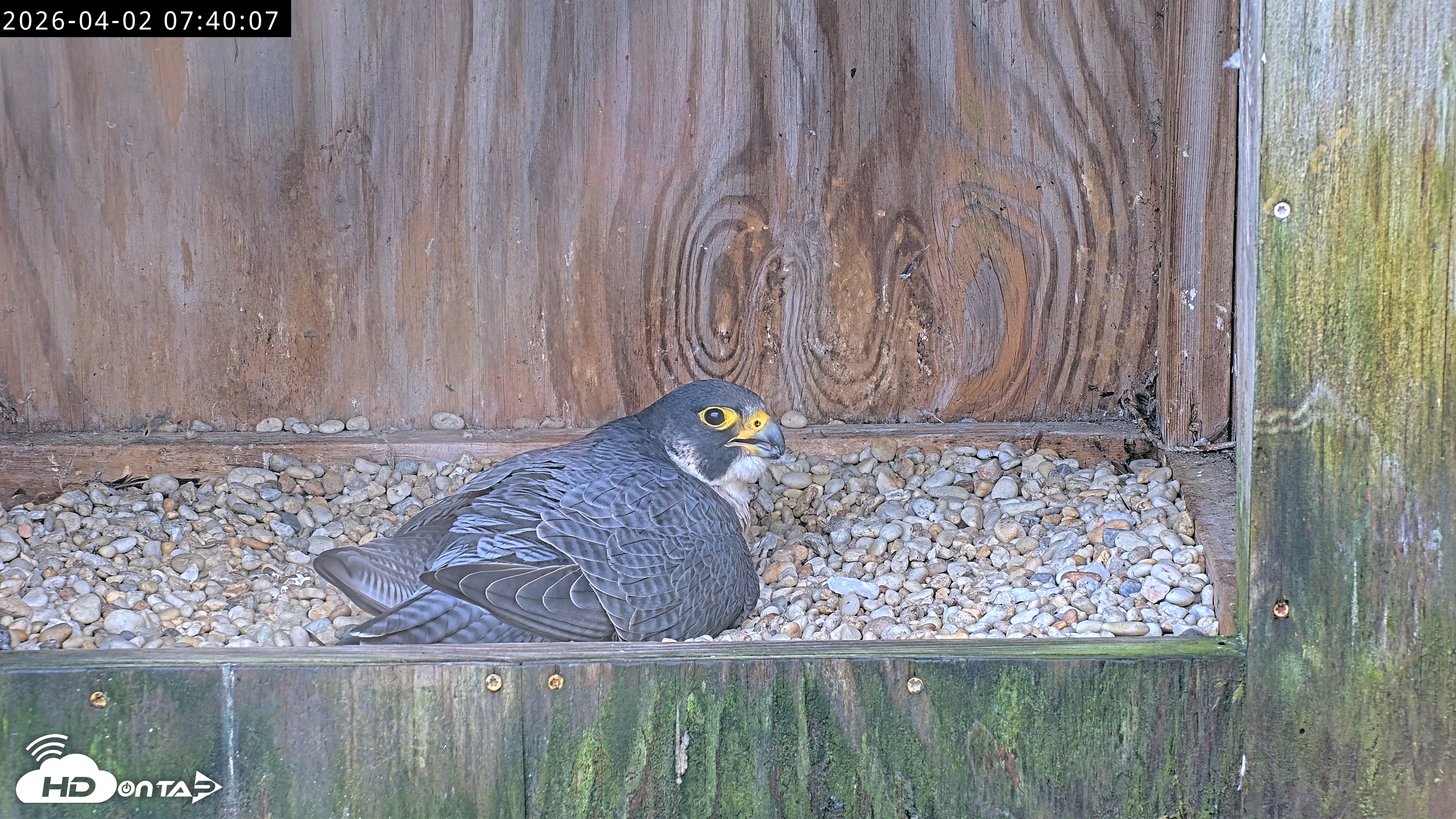 Snapshot of Richmond Virginia Peregrine Falcon Live Cam taken Apr 2, 2026, 7:51am EDT