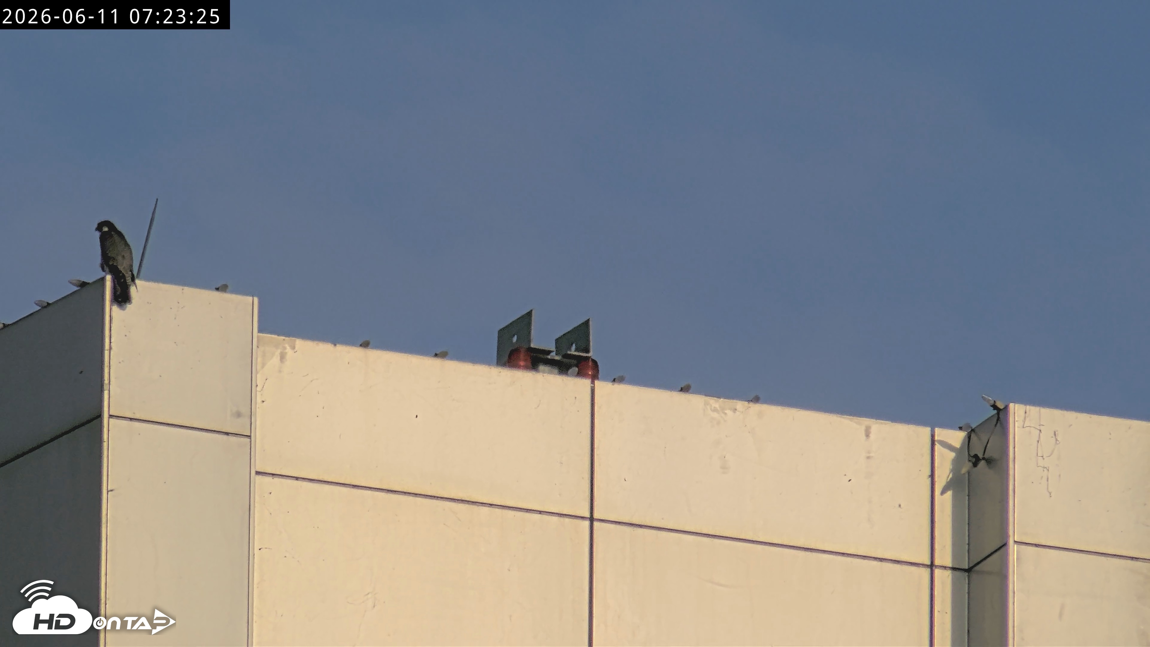 Snapshot of Richmond Virginia Peregrine Falcon Live Cam taken Jun 11, 2026, 7:25am EDT