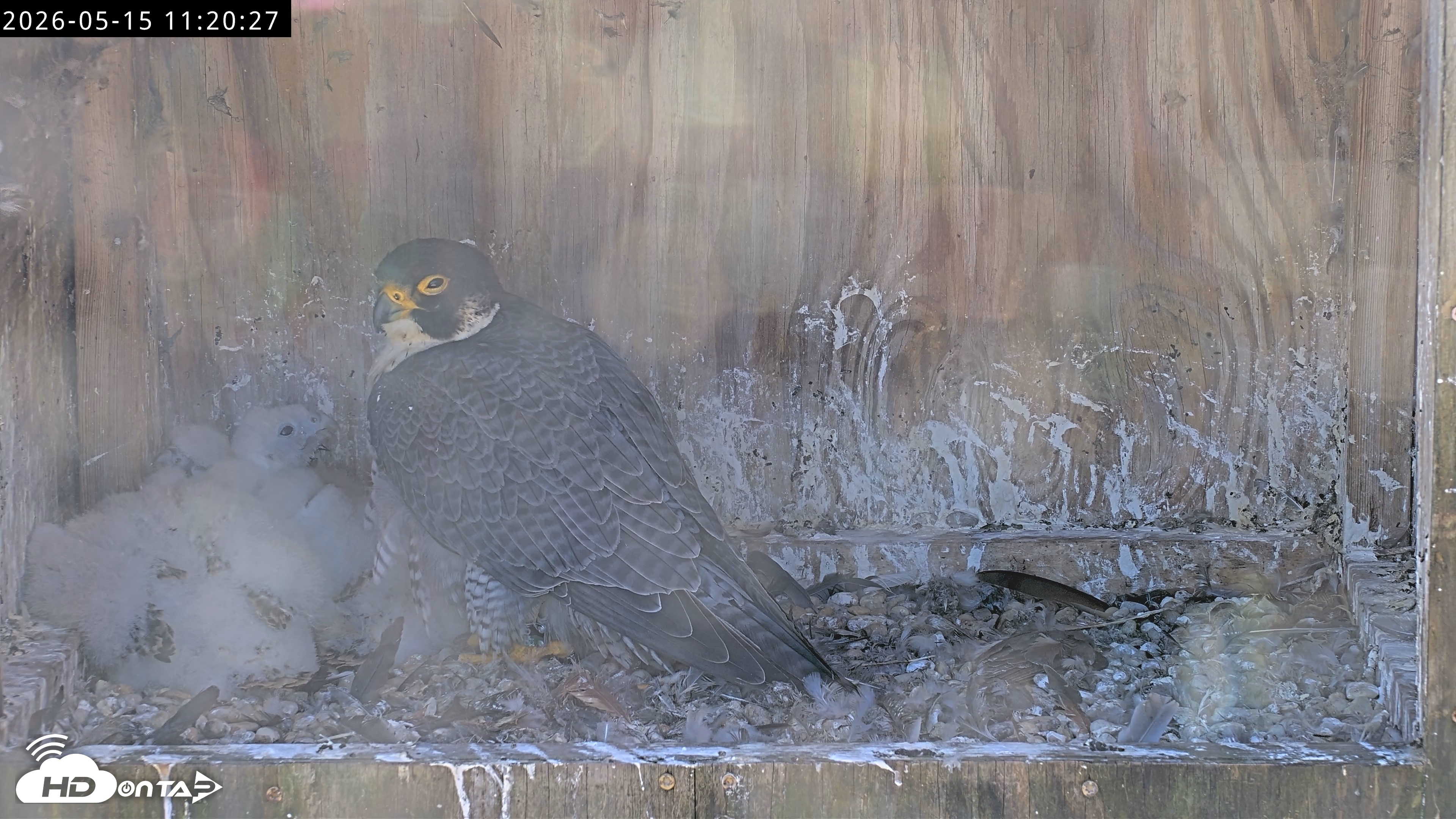 Snapshot of Richmond Virginia Peregrine Falcon Live Cam taken May 15, 2026, 11:21am EDT