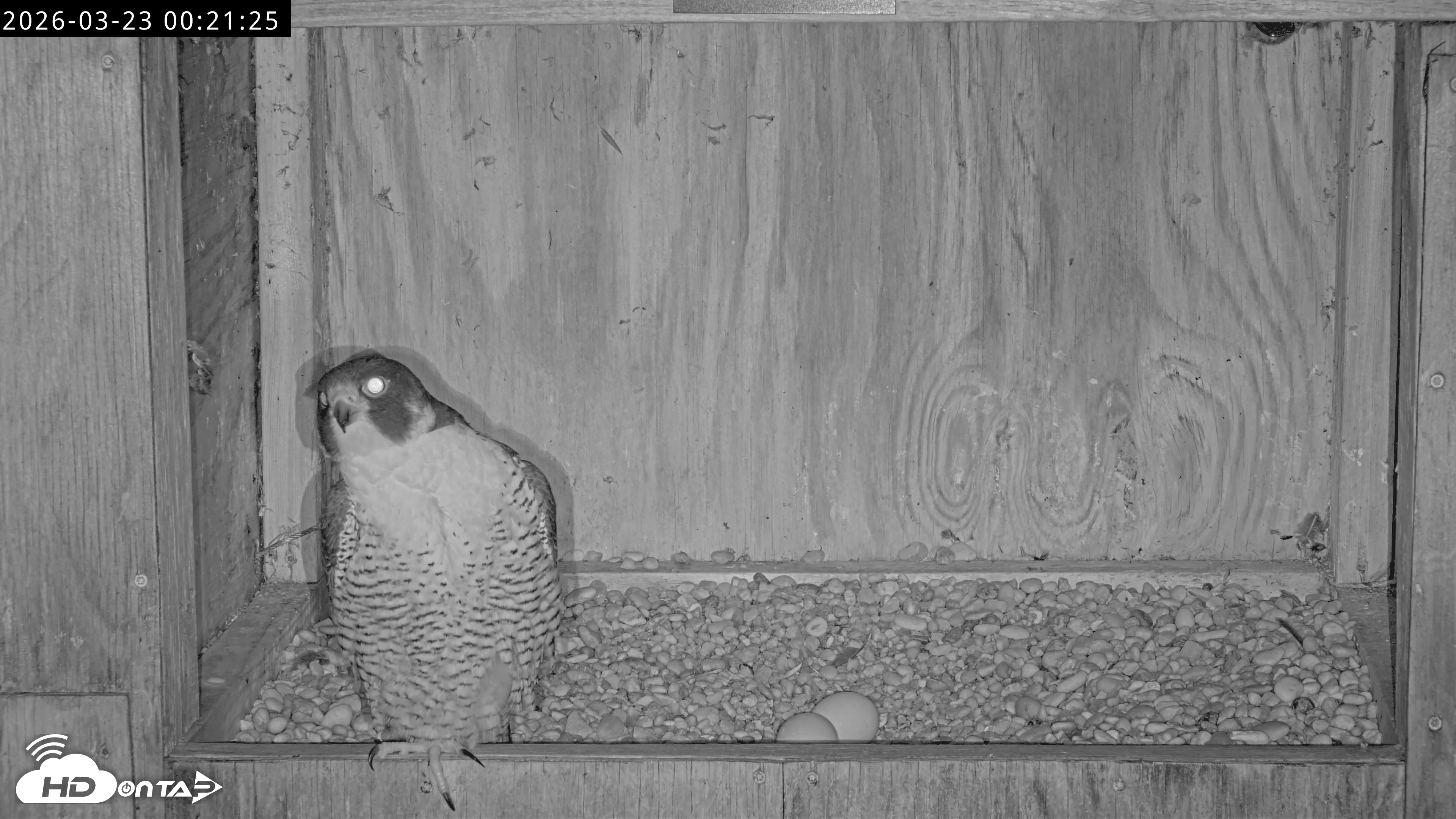 Snapshot of Richmond Virginia Peregrine Falcon Live Cam taken Mar 23, 2026, 12:32am EDT