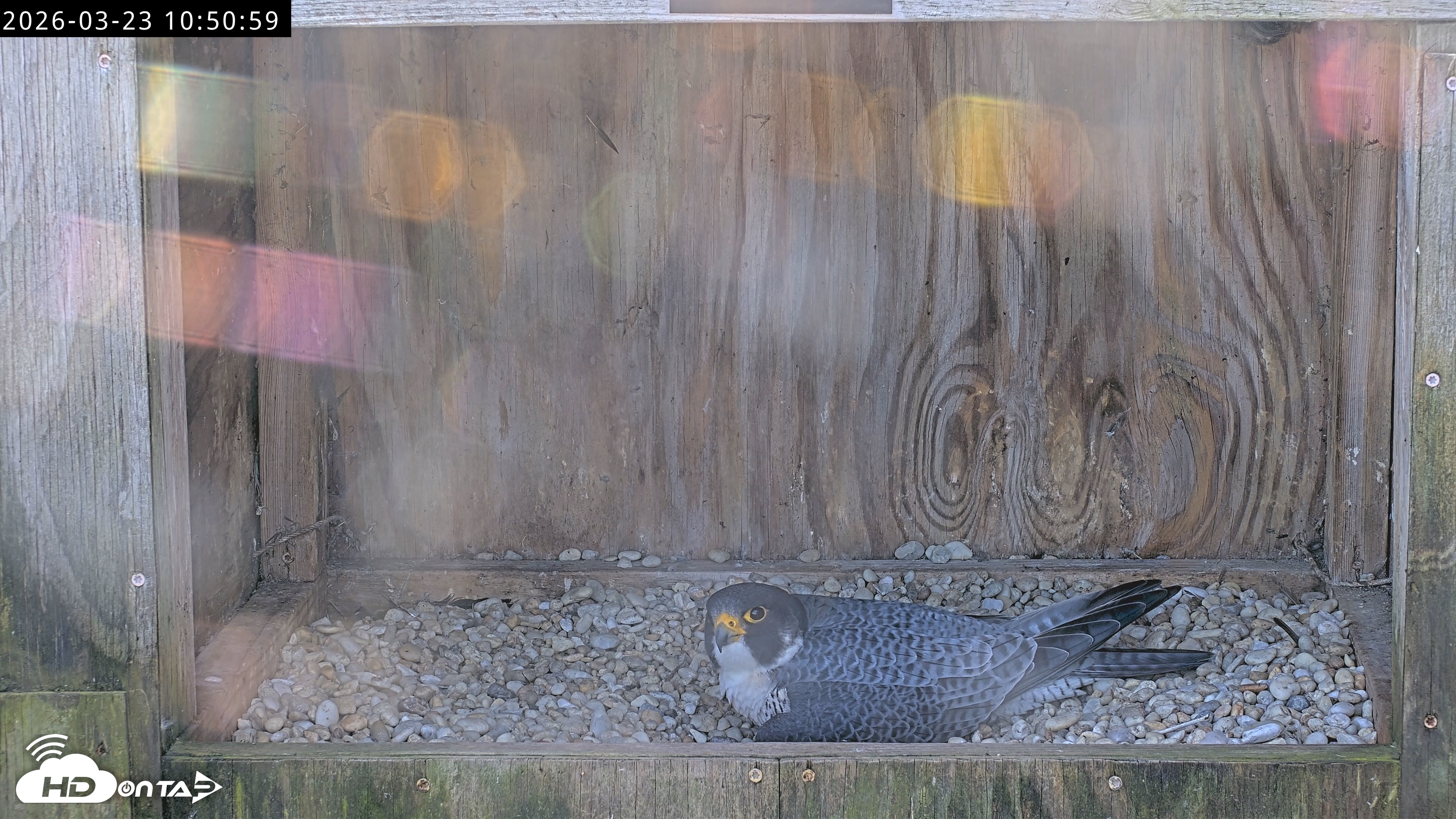 Snapshot of Richmond Virginia Peregrine Falcon Live Cam taken Mar 23, 2026, 11:02am EDT