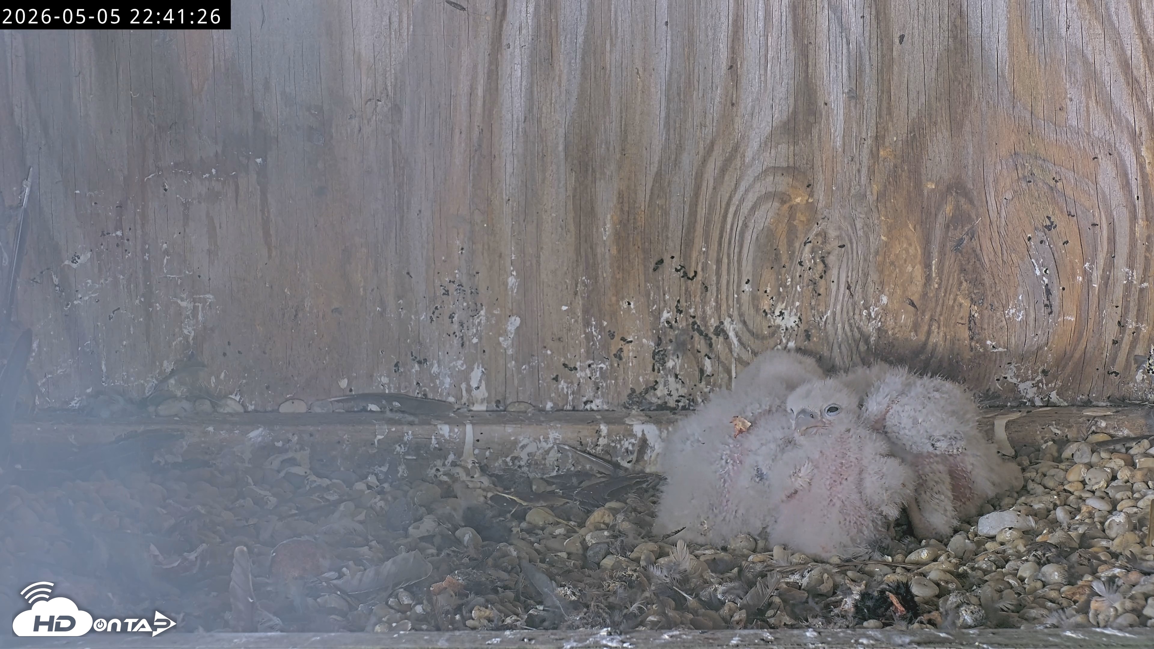 Snapshot of Richmond Virginia Peregrine Falcon Live Cam taken May 5, 2026, 10:42pm EDT
