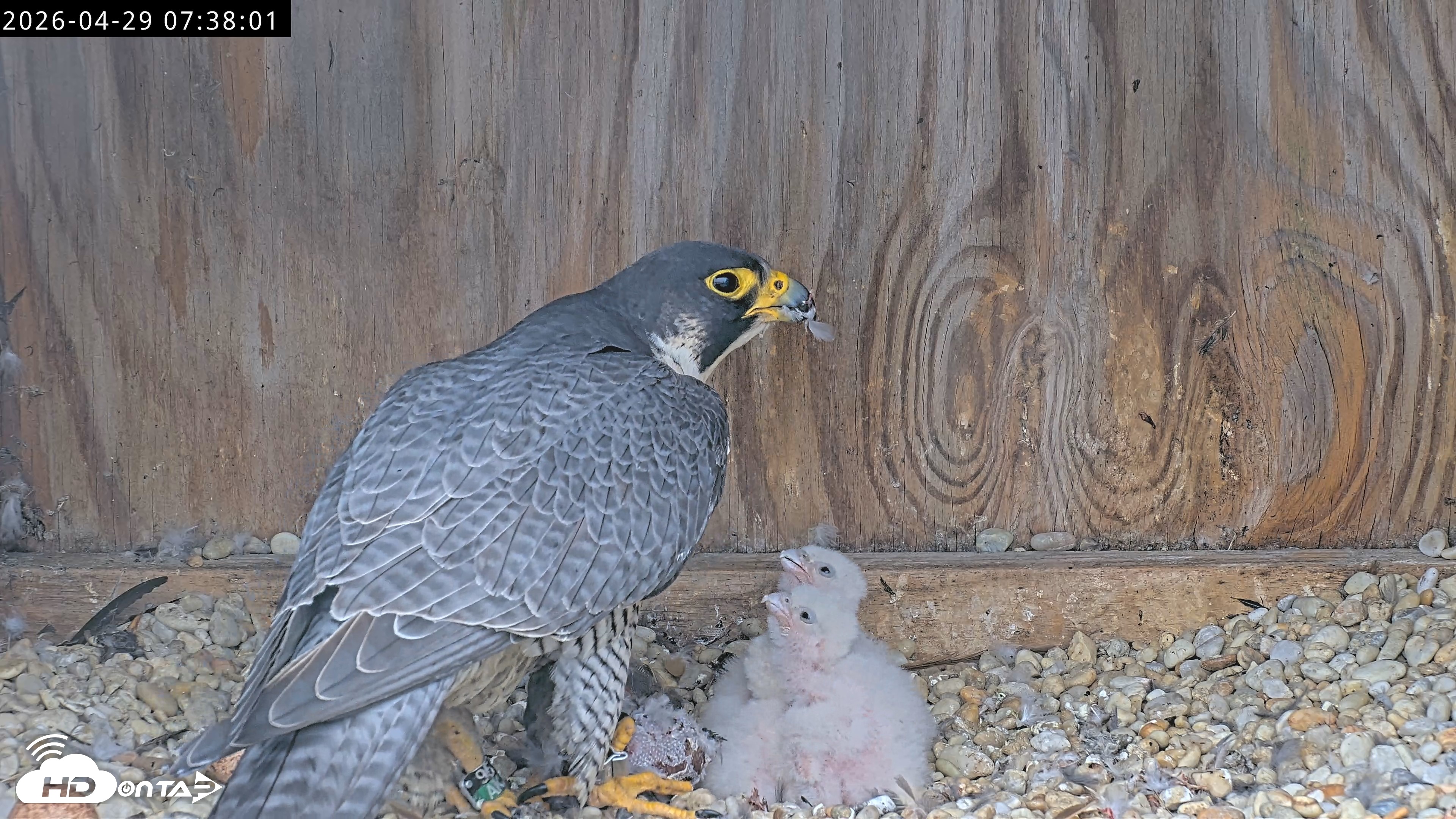 Snapshot of Richmond Virginia Peregrine Falcon Live Cam taken Apr 29, 2026, 7:50am EDT