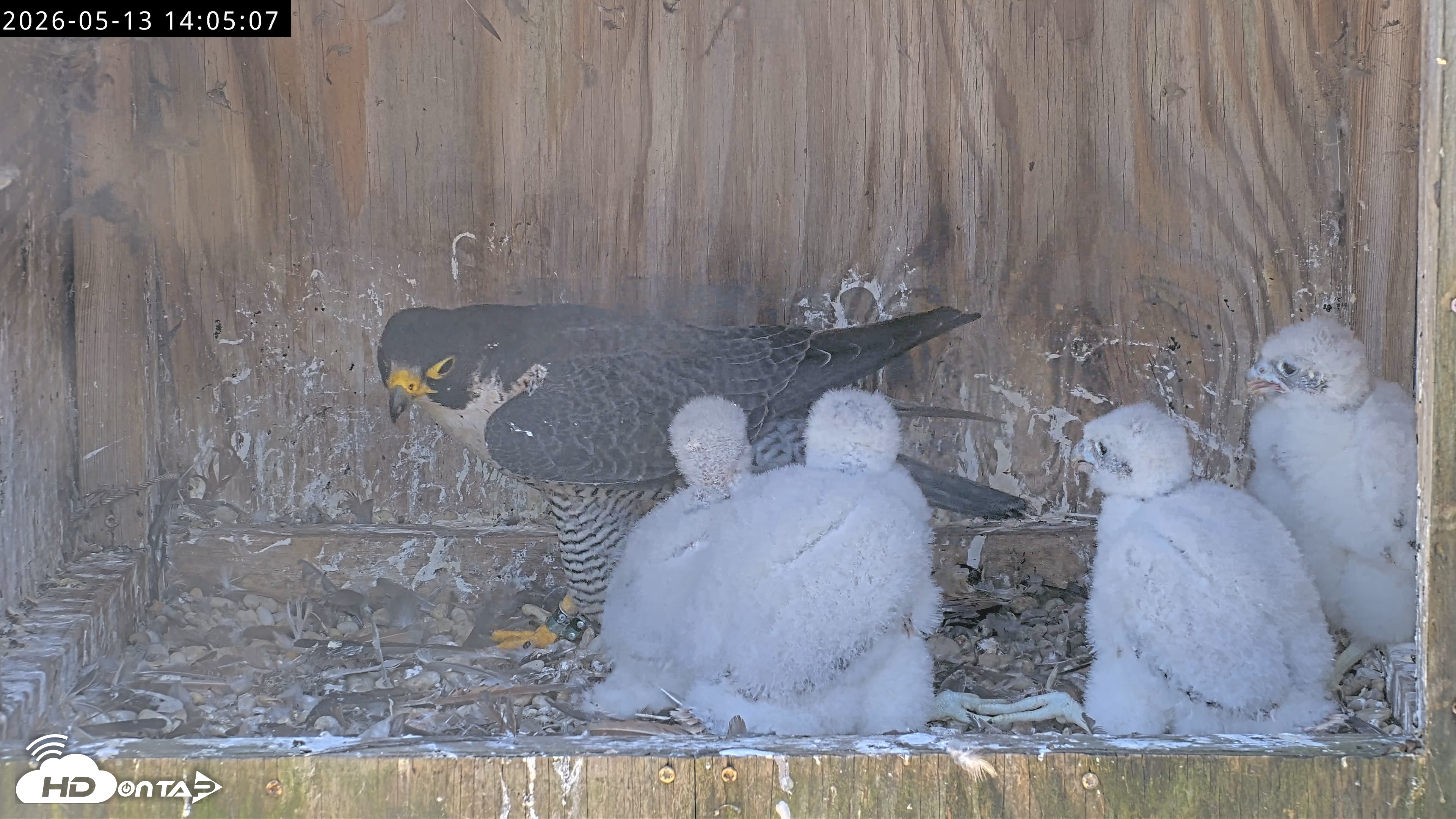 Snapshot of Richmond Virginia Peregrine Falcon Live Cam taken May 13, 2026, 2:06pm EDT