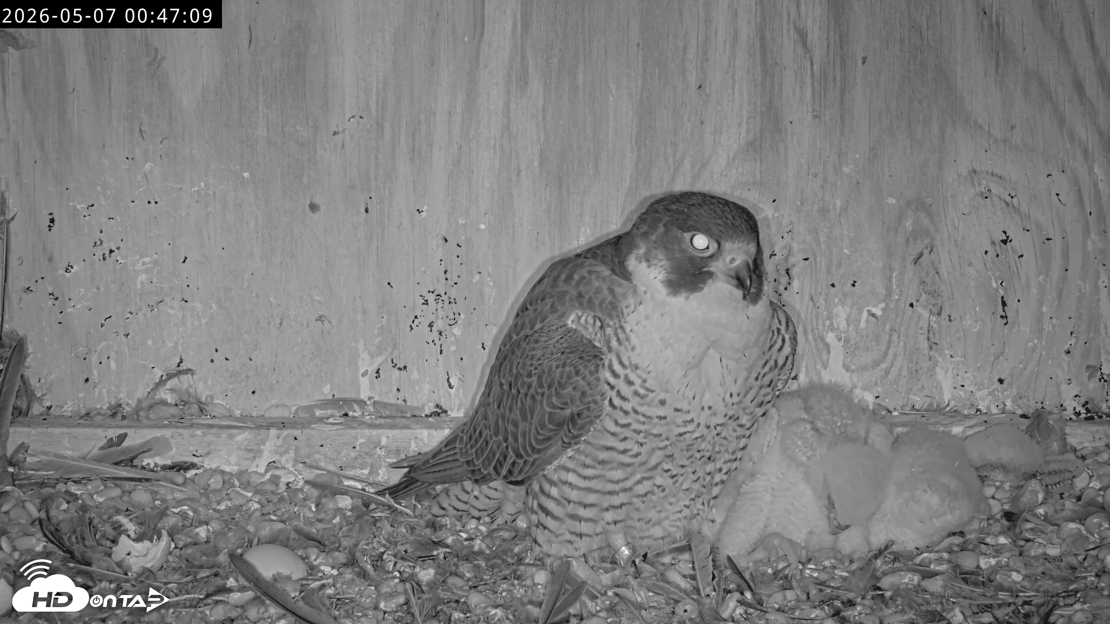 Snapshot of Richmond Virginia Peregrine Falcon Live Cam taken May 7, 2026, 12:49am EDT