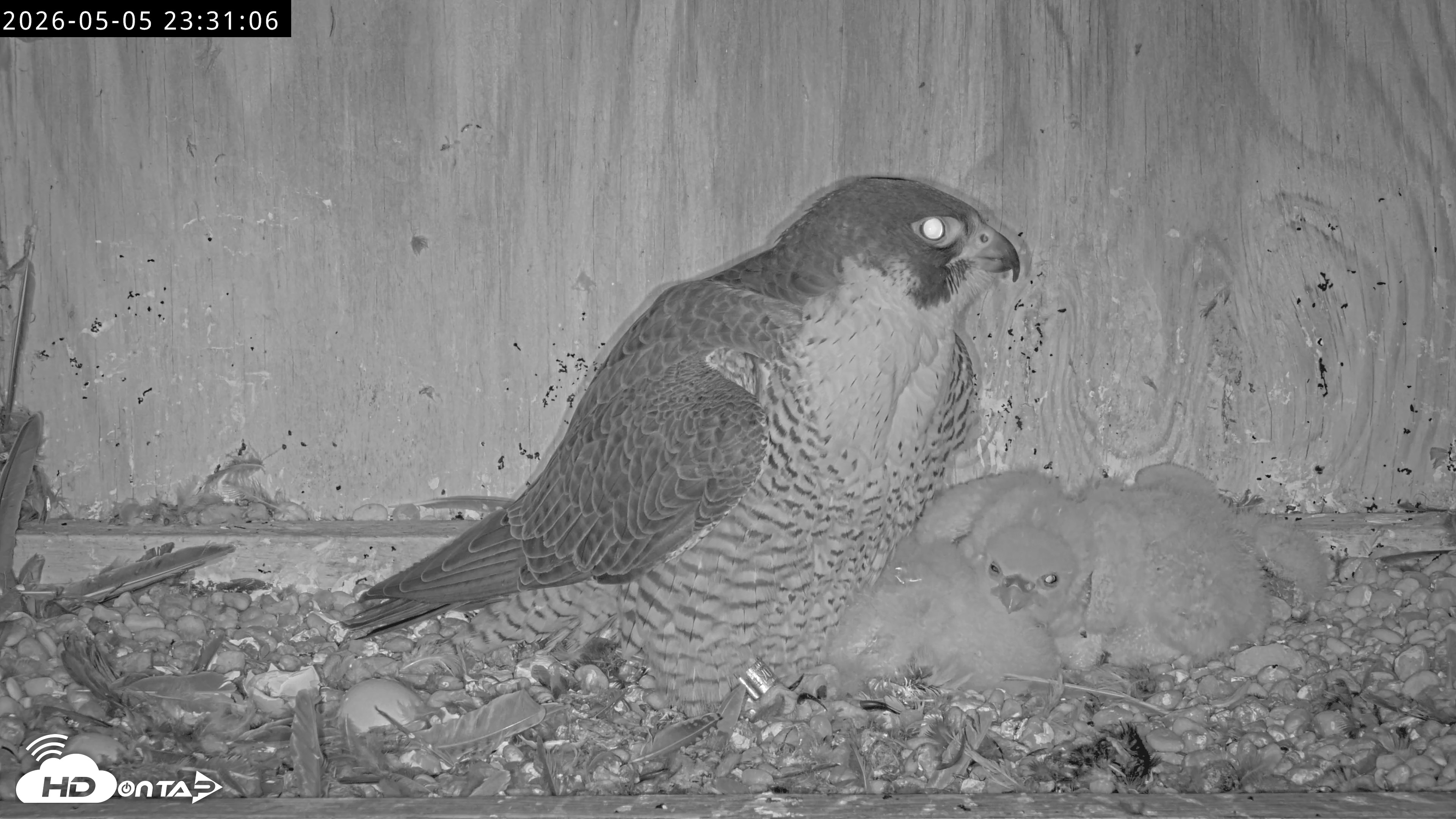 Snapshot of Richmond Virginia Peregrine Falcon Live Cam taken May 5, 2026, 11:32pm EDT