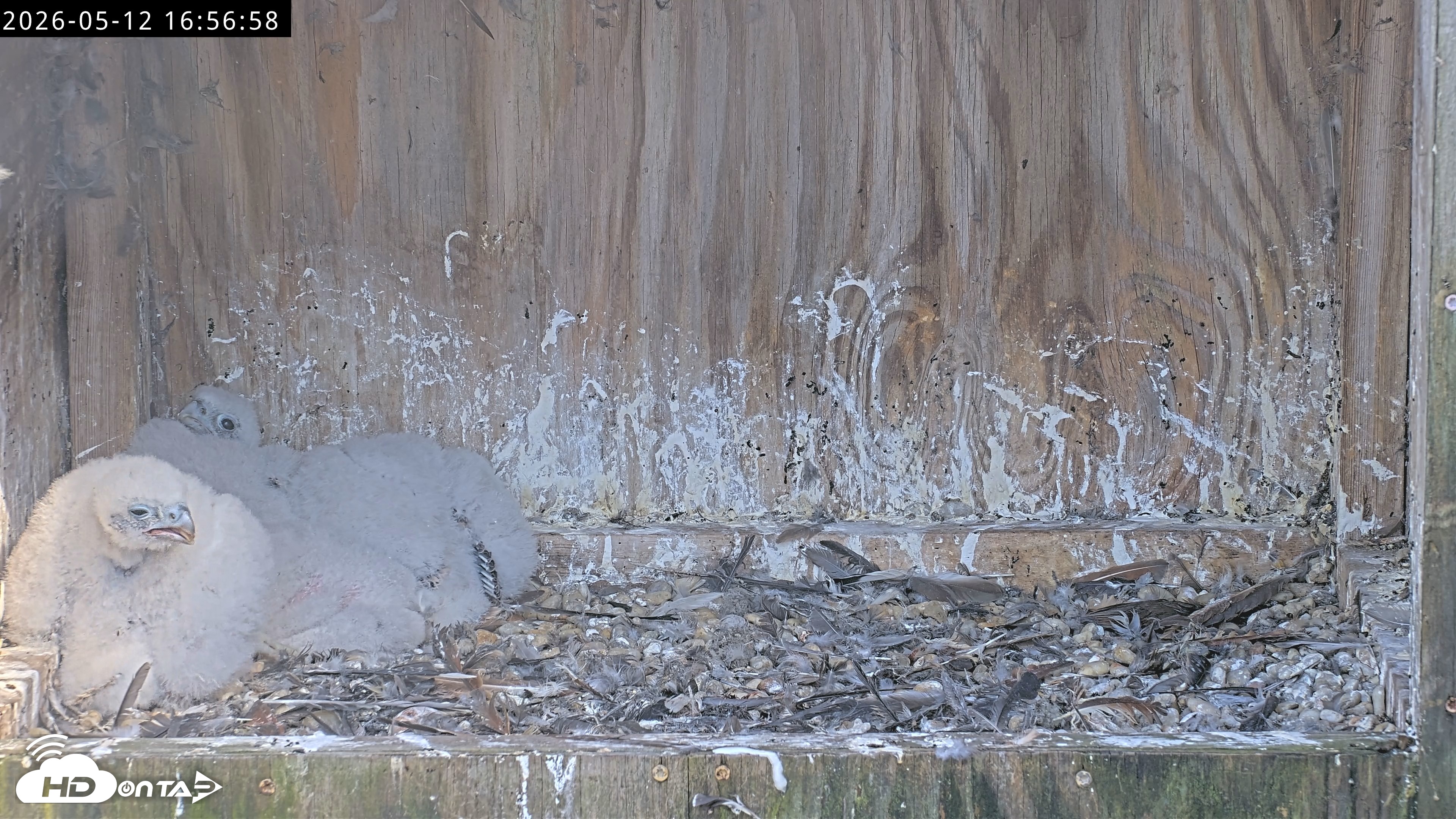 Snapshot of Richmond Virginia Peregrine Falcon Live Cam taken May 12, 2026, 4:57pm EDT