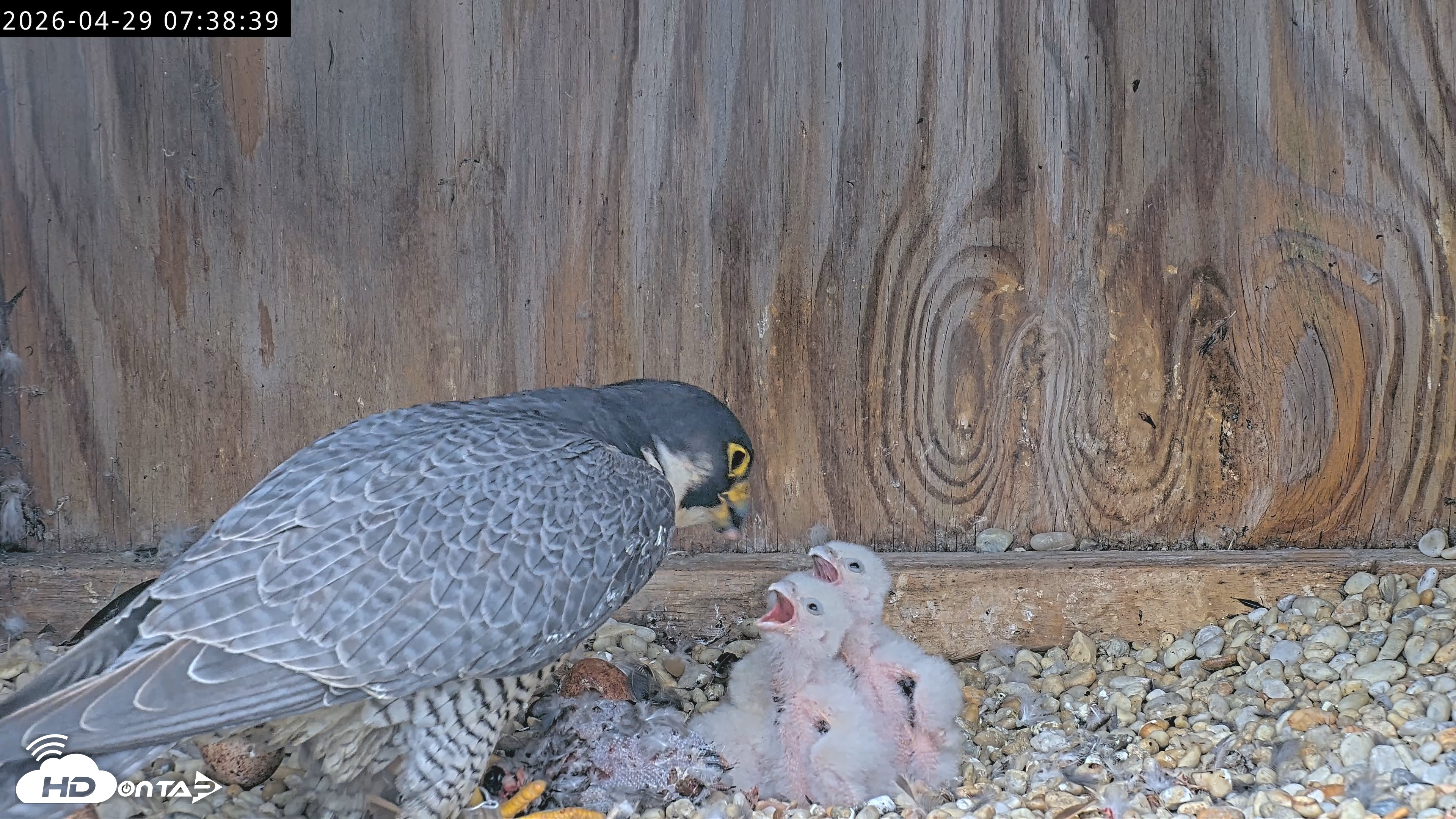 Snapshot of Richmond Virginia Peregrine Falcon Live Cam taken Apr 29, 2026, 7:51am EDT