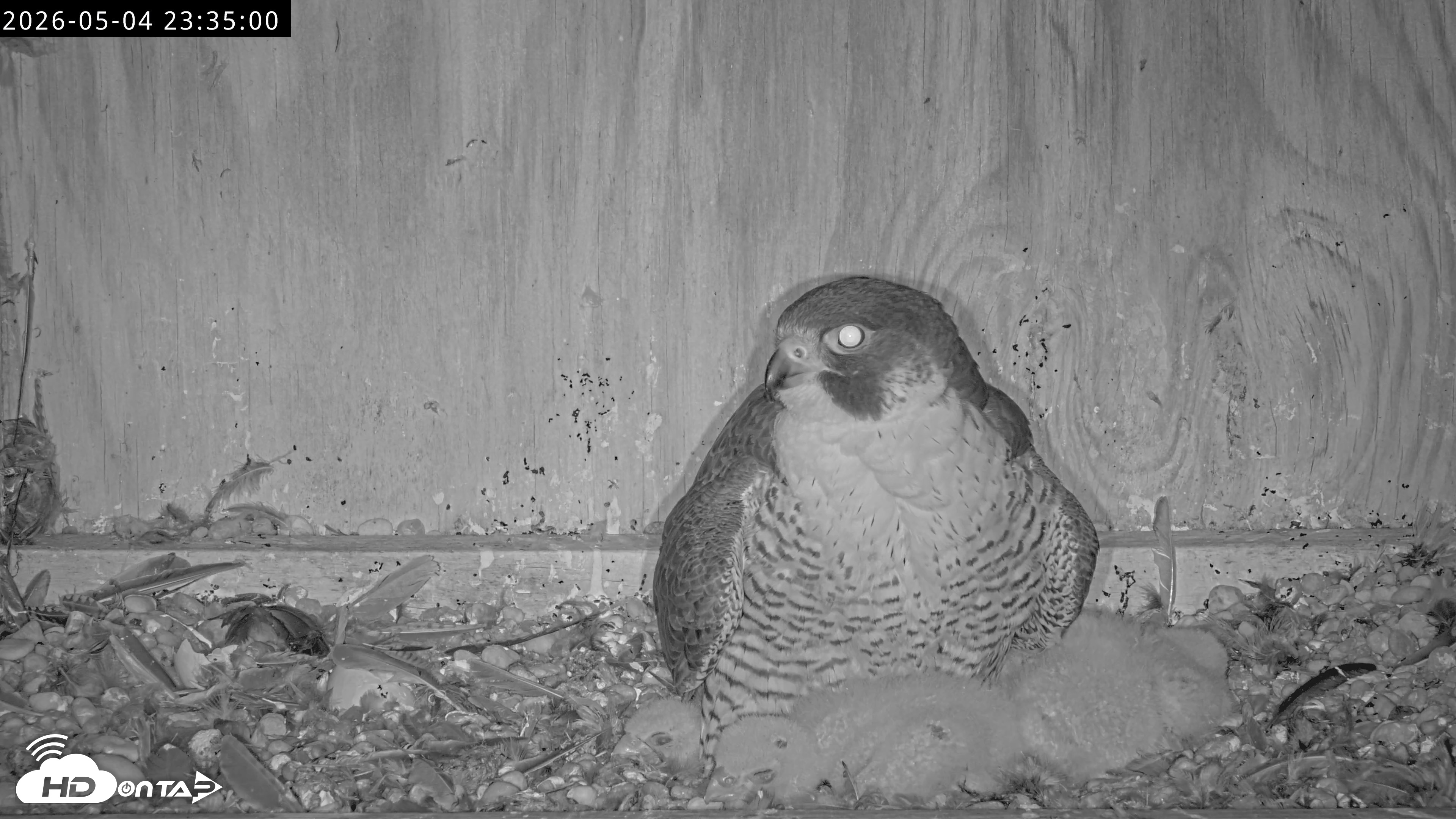 Snapshot of Richmond Virginia Peregrine Falcon Live Cam taken May 4, 2026, 11:35pm EDT