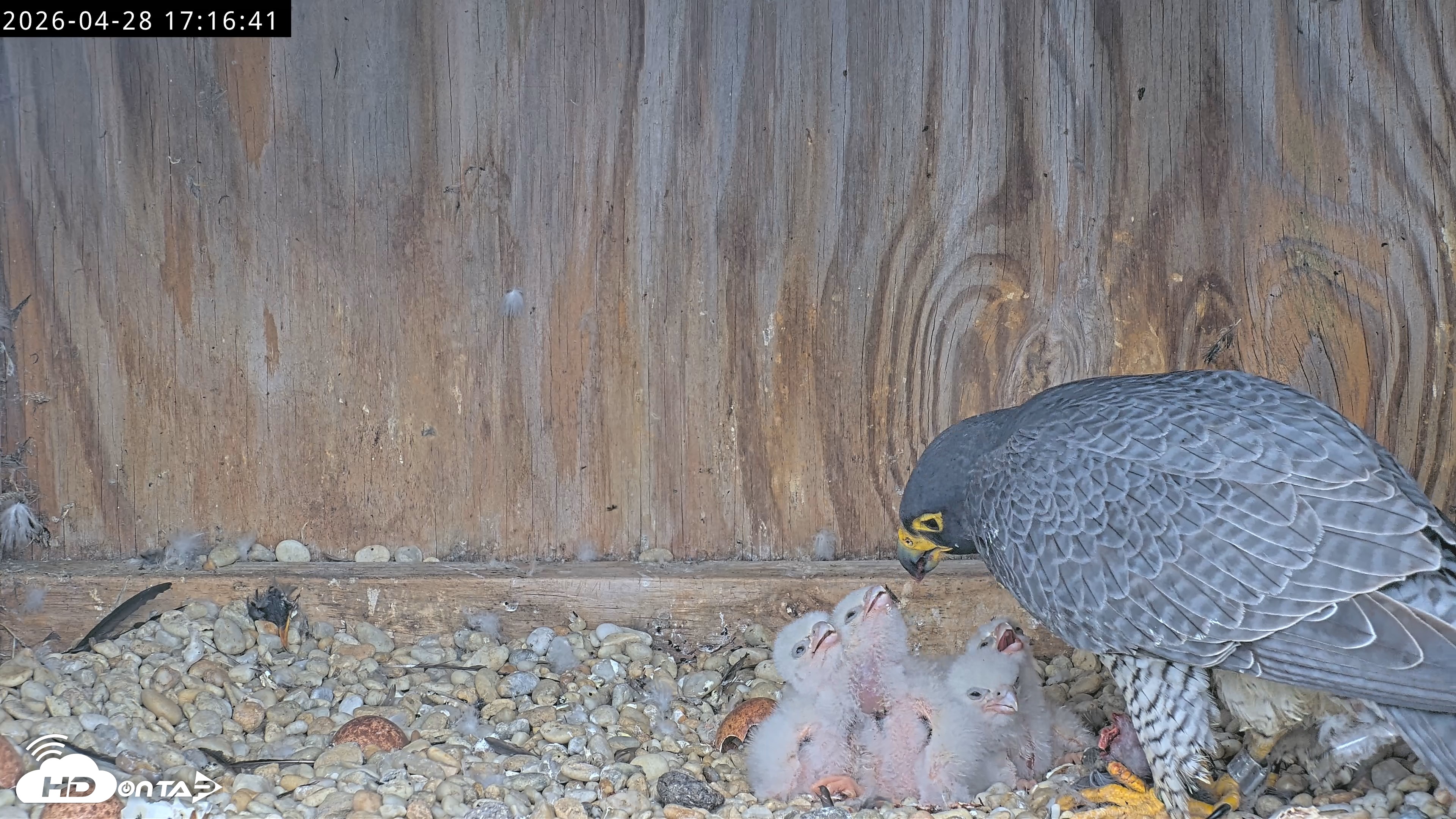 Snapshot of Richmond Virginia Peregrine Falcon Live Cam taken Apr 28, 2026, 5:28pm EDT
