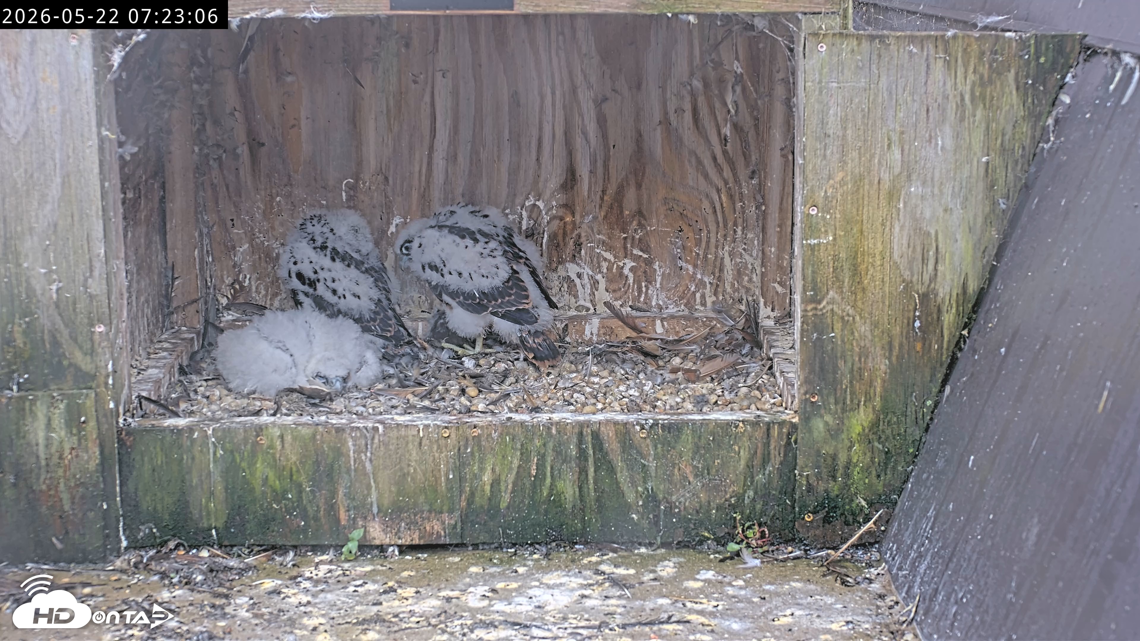 Snapshot of Richmond Virginia Peregrine Falcon Live Cam taken May 22, 2026, 7:23am EDT