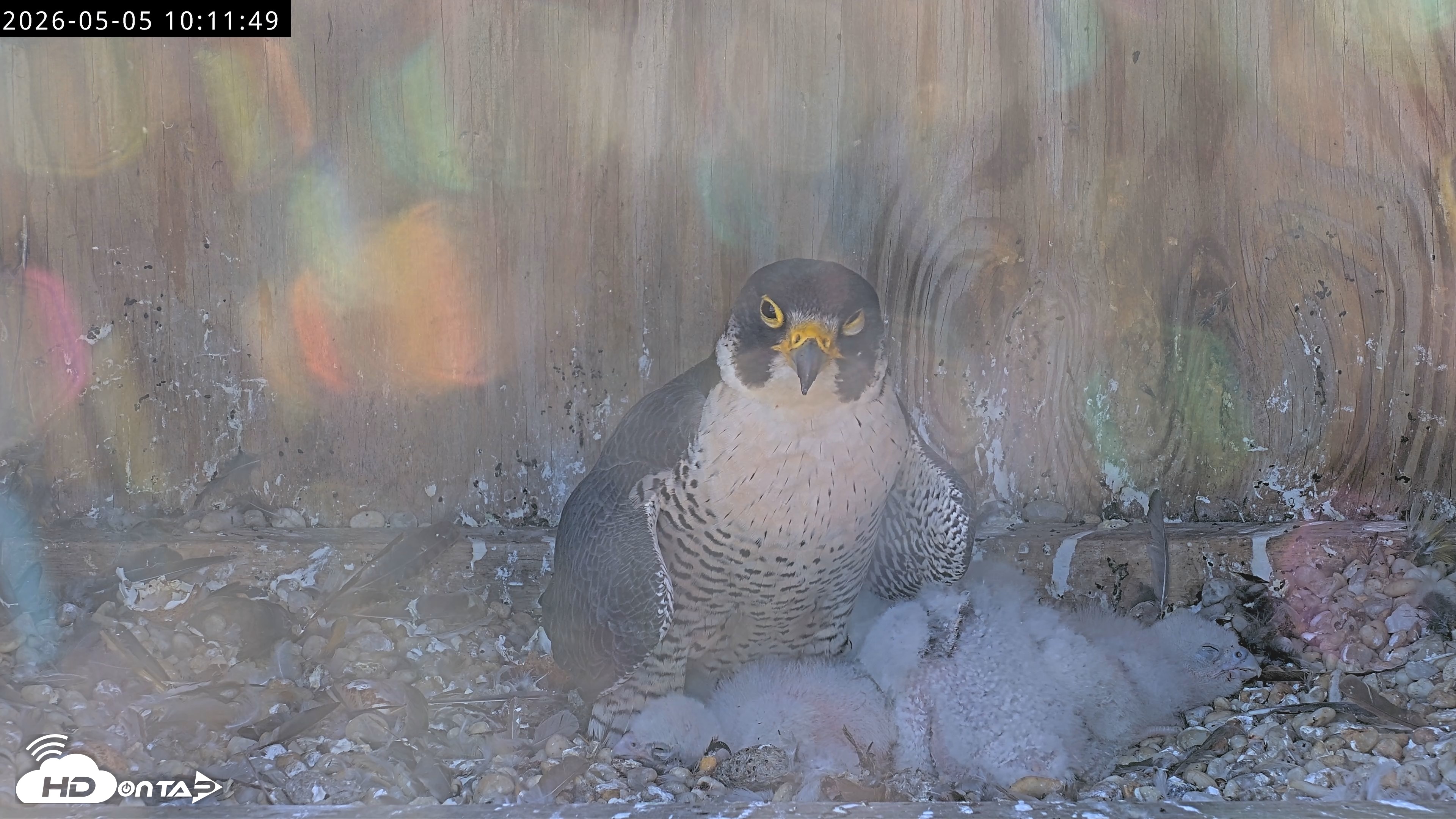Snapshot of Richmond Virginia Peregrine Falcon Live Cam taken May 5, 2026, 10:12am EDT