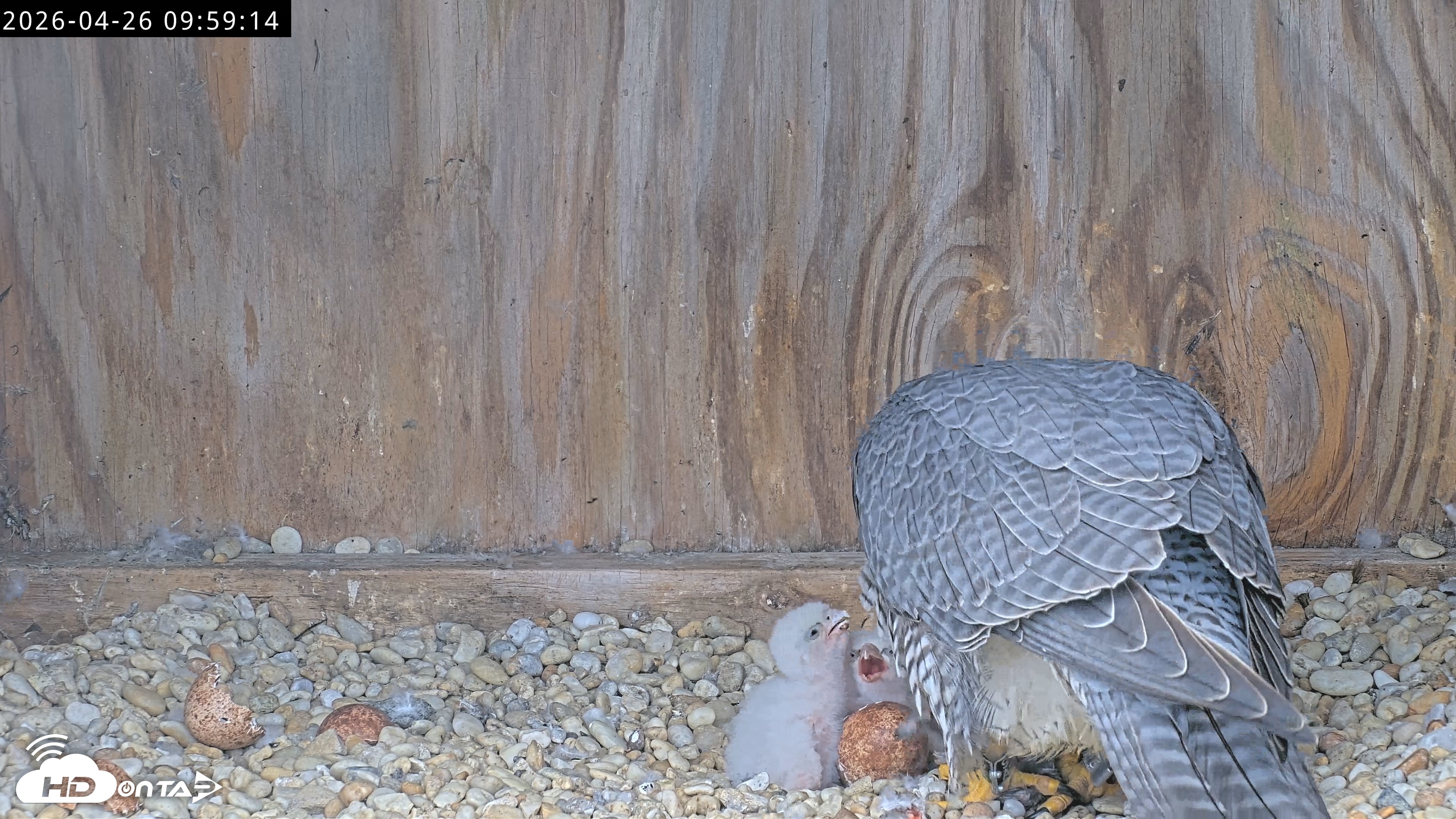 Snapshot of Richmond Virginia Peregrine Falcon Live Cam taken Apr 26, 2026, 10:11am EDT