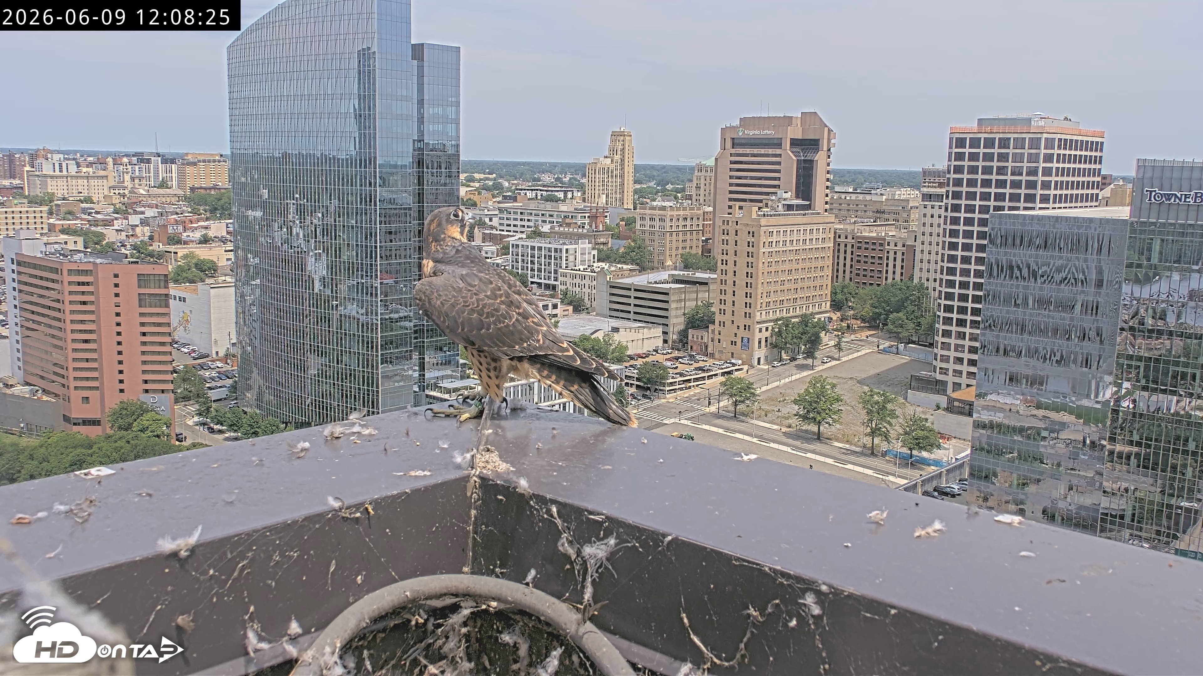 Snapshot of Richmond Virginia Peregrine Falcon Live Cam taken Jun 9, 2026, 12:10pm EDT