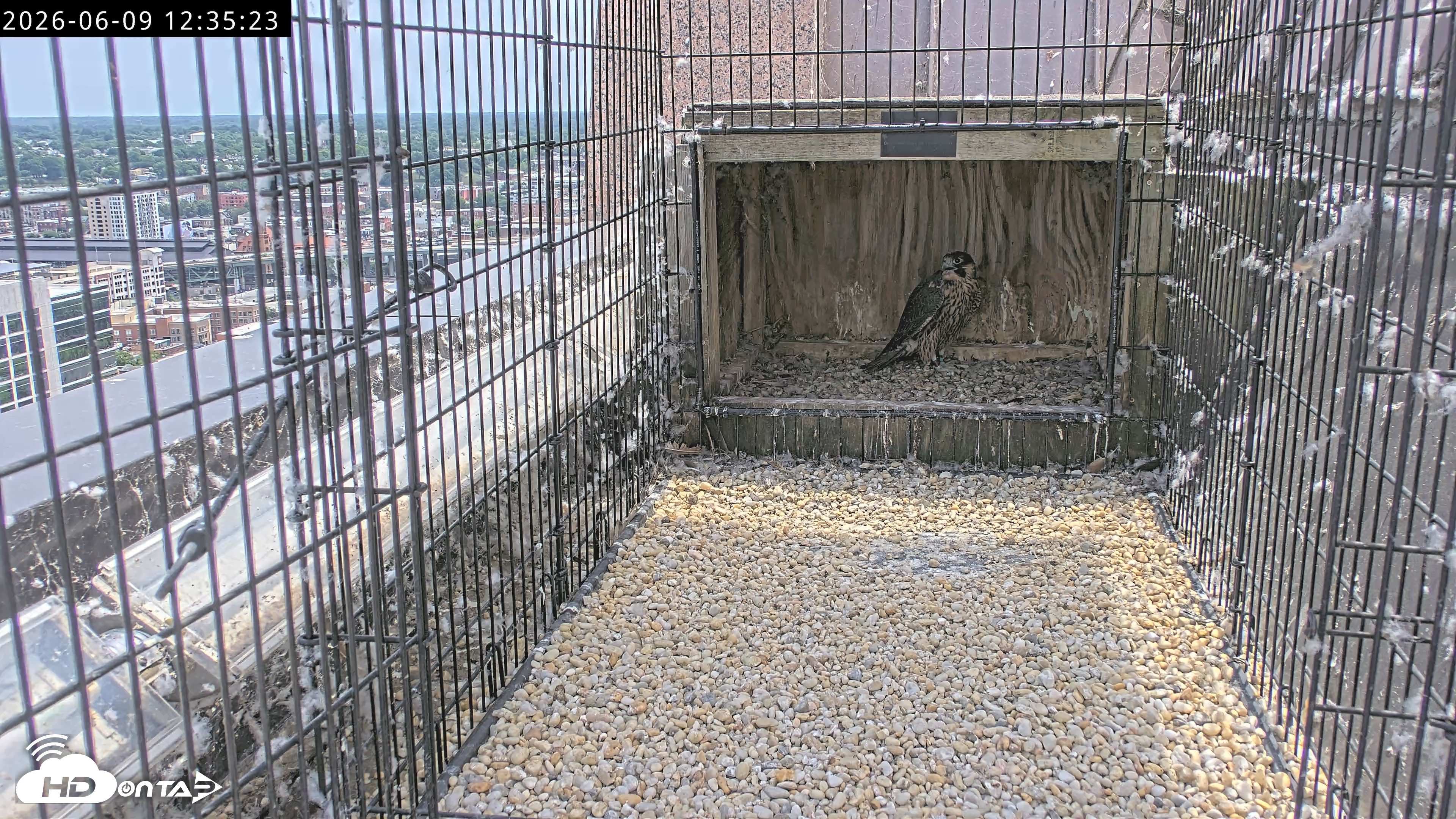Snapshot of Richmond Virginia Peregrine Falcon Live Cam taken Jun 9, 2026, 12:37pm EDT