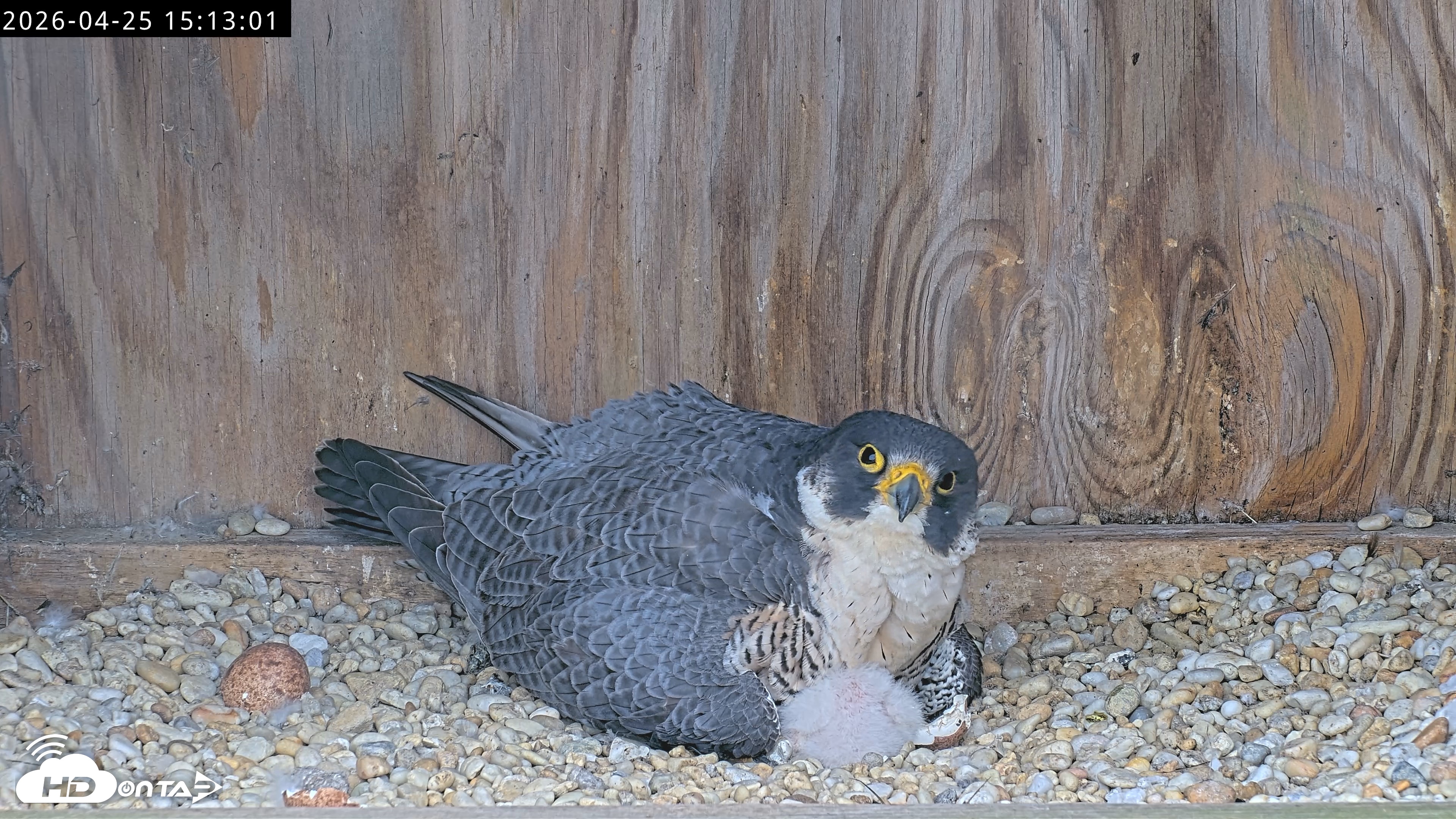 Snapshot of Richmond Virginia Peregrine Falcon Live Cam taken Apr 25, 2026, 3:24pm EDT