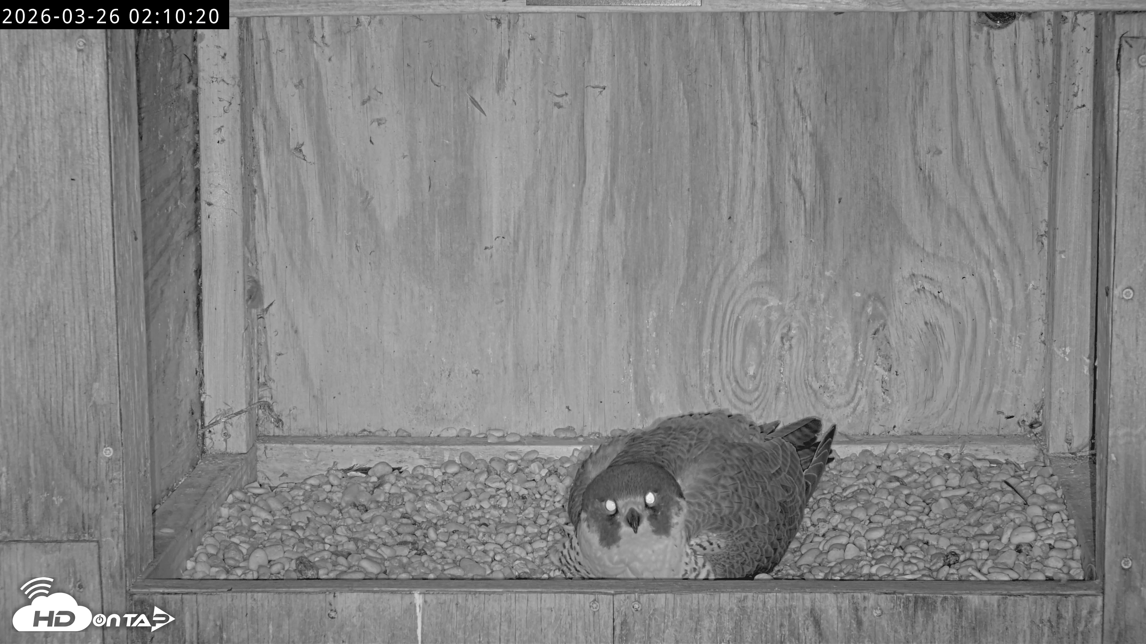 Snapshot of Richmond Virginia Peregrine Falcon Live Cam taken Mar 26, 2026, 2:21am EDT