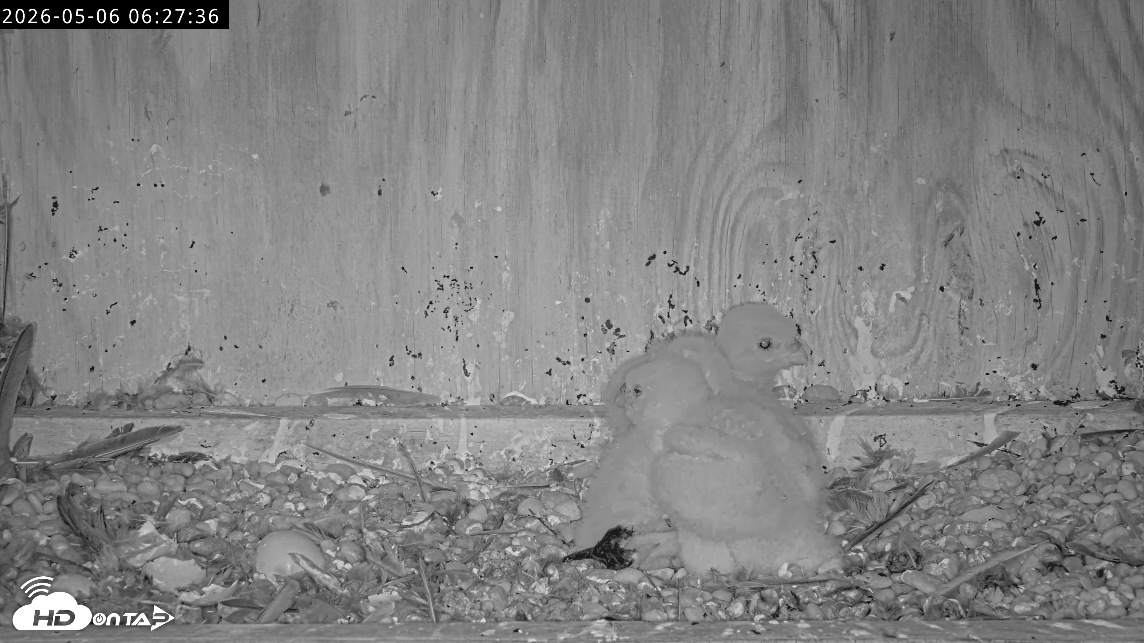 Snapshot of Richmond Virginia Peregrine Falcon Live Cam taken May 6, 2026, 6:28am EDT