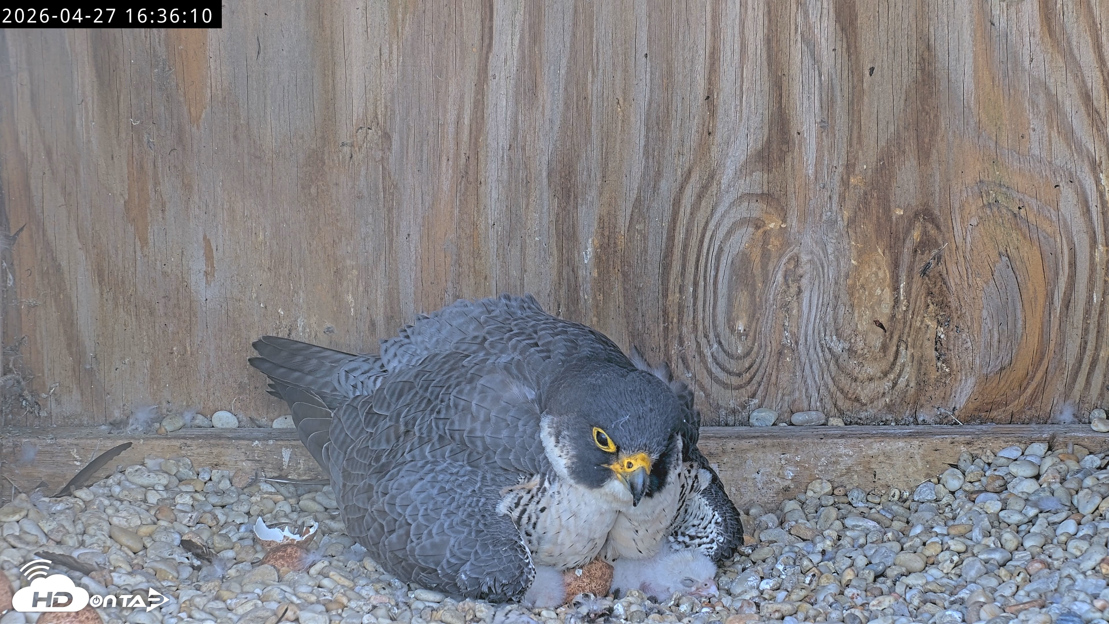 Snapshot of Richmond Virginia Peregrine Falcon Live Cam taken Apr 27, 2026, 4:47pm EDT