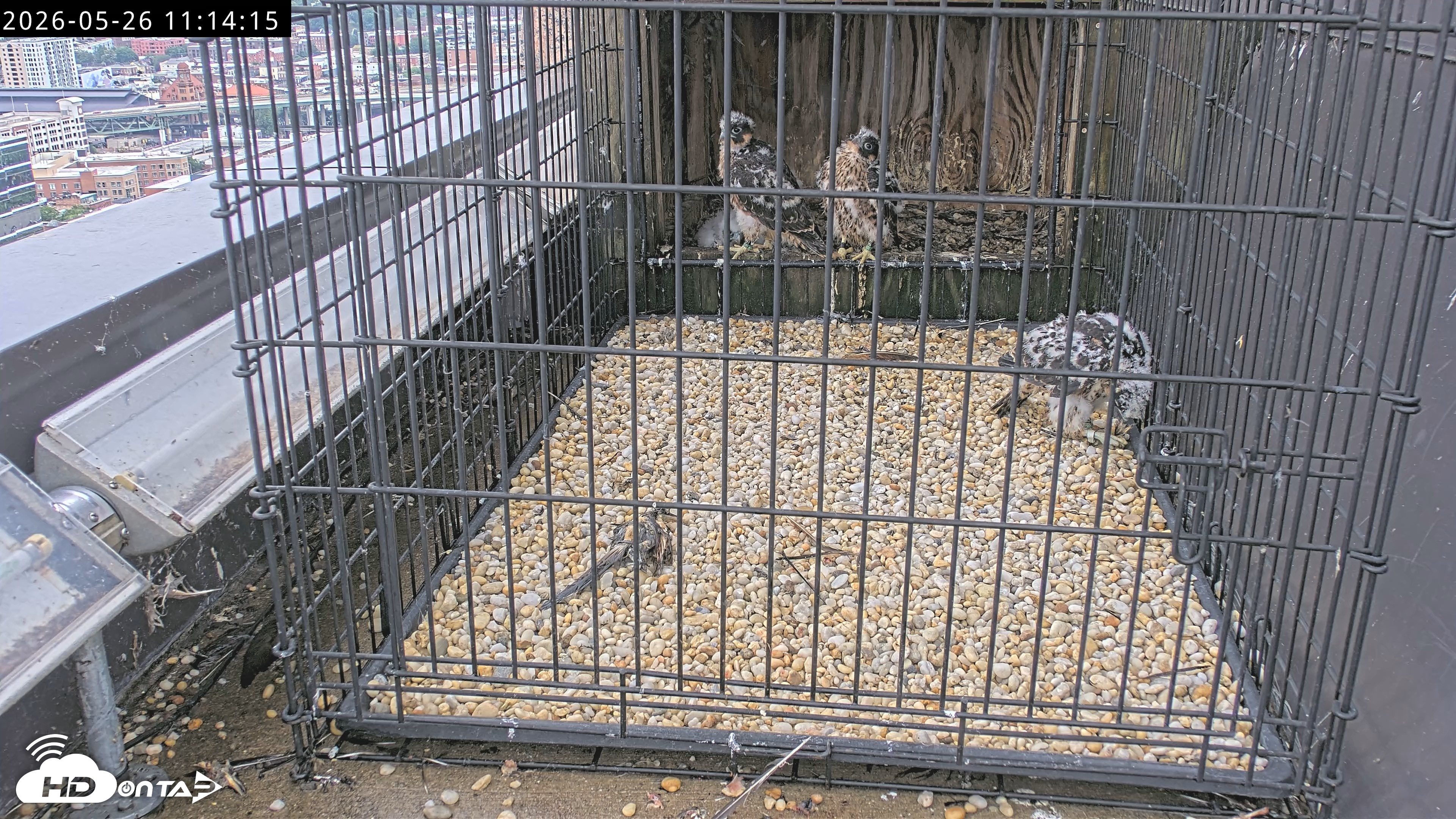 Snapshot of Richmond Virginia Peregrine Falcon Live Cam taken May 26, 2026, 11:15am EDT