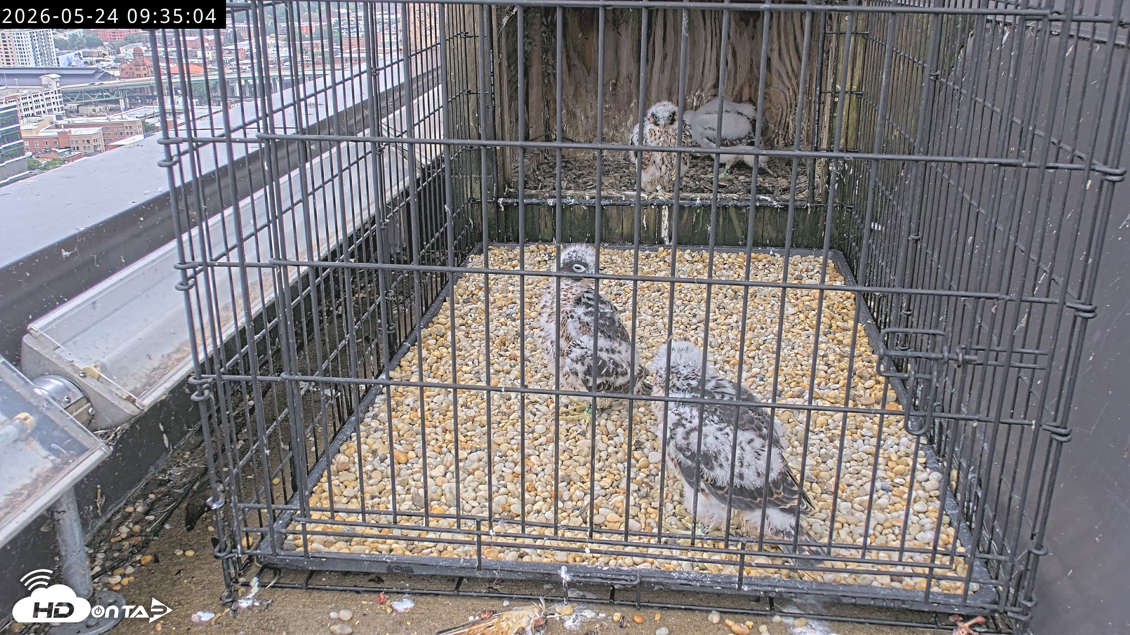 Snapshot of Richmond Virginia Peregrine Falcon Live Cam taken May 24, 2026, 9:37am EDT