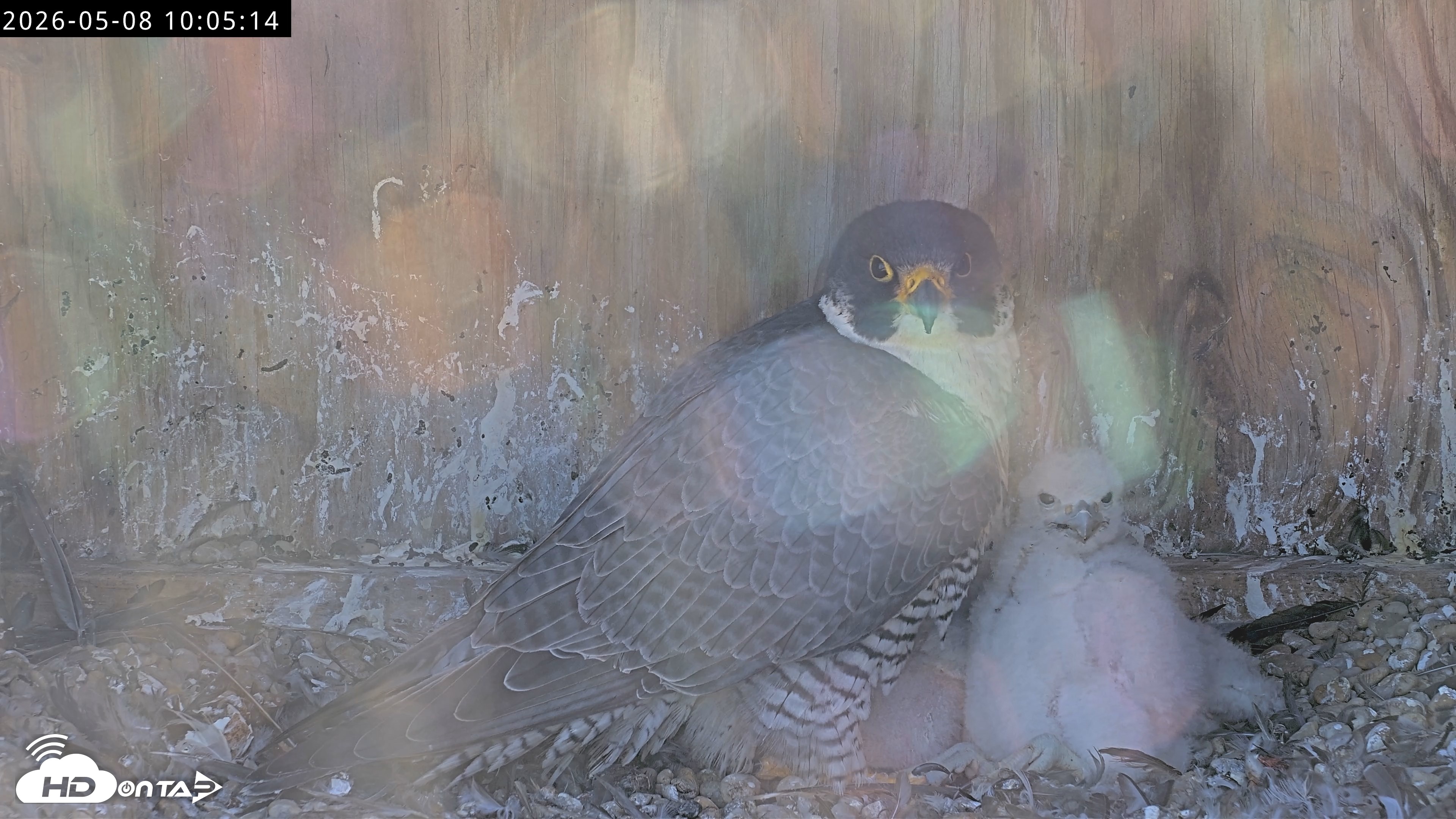 Snapshot of Richmond Virginia Peregrine Falcon Live Cam taken May 8, 2026, 10:06am EDT