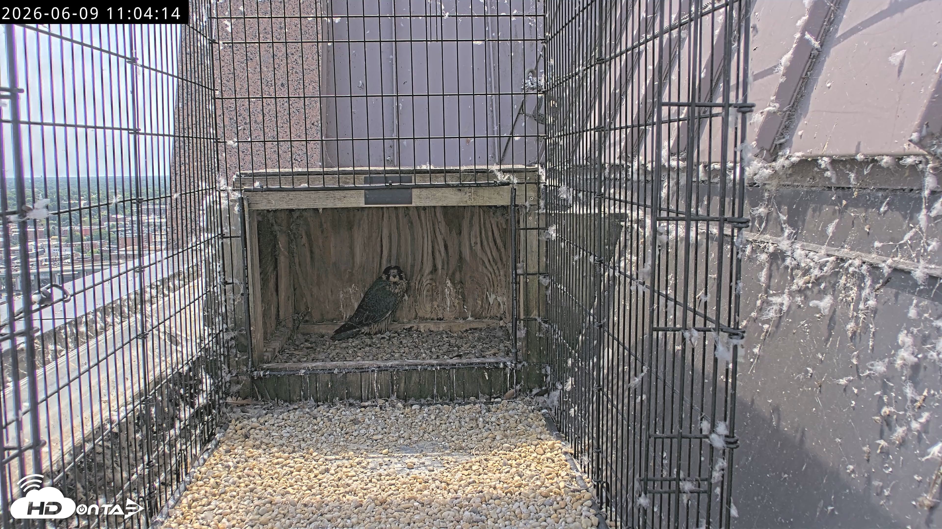 Snapshot of Richmond Virginia Peregrine Falcon Live Cam taken Jun 9, 2026, 11:06am EDT