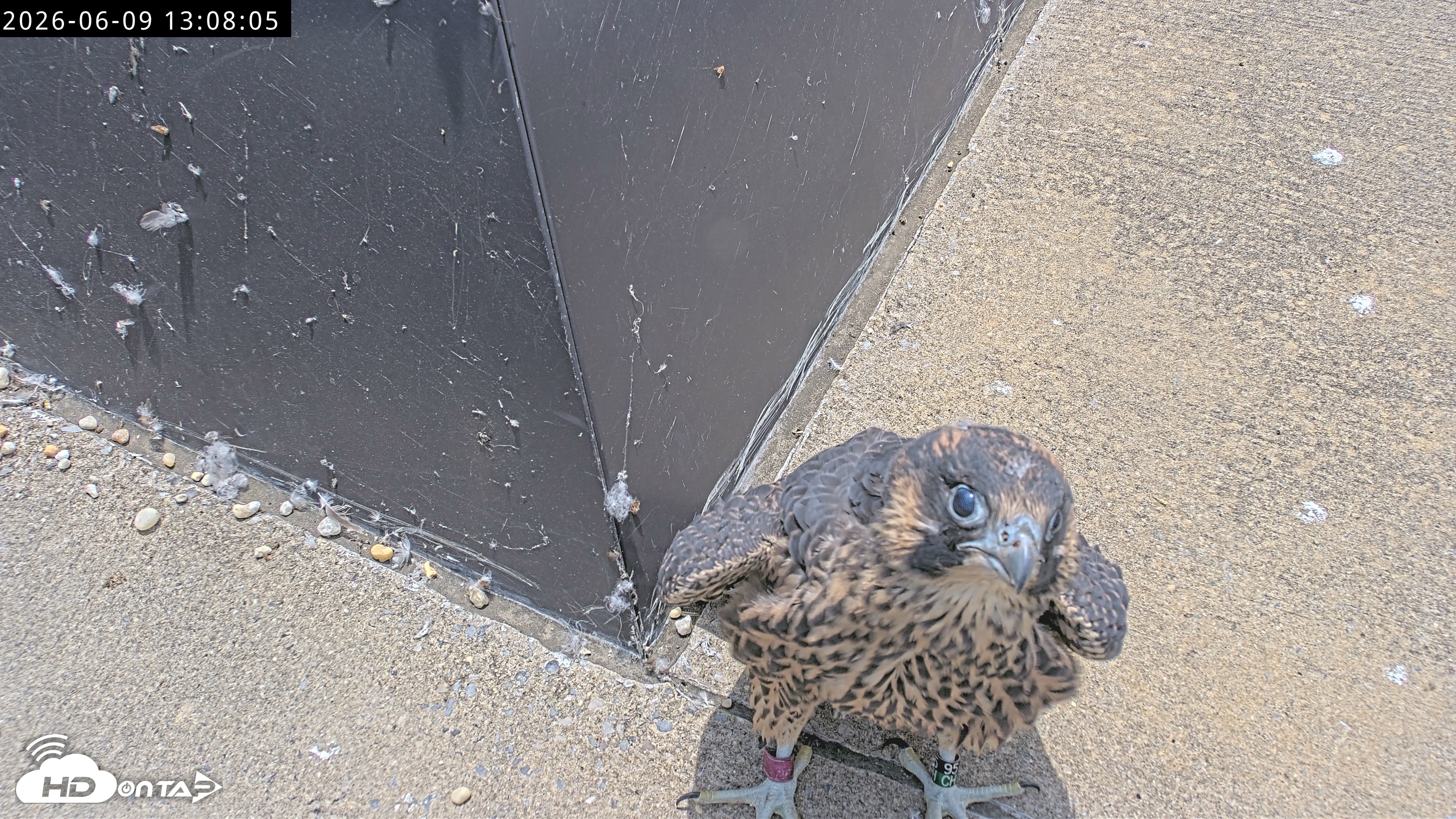 Snapshot of Richmond Virginia Peregrine Falcon Live Cam taken Jun 9, 2026, 1:09pm EDT