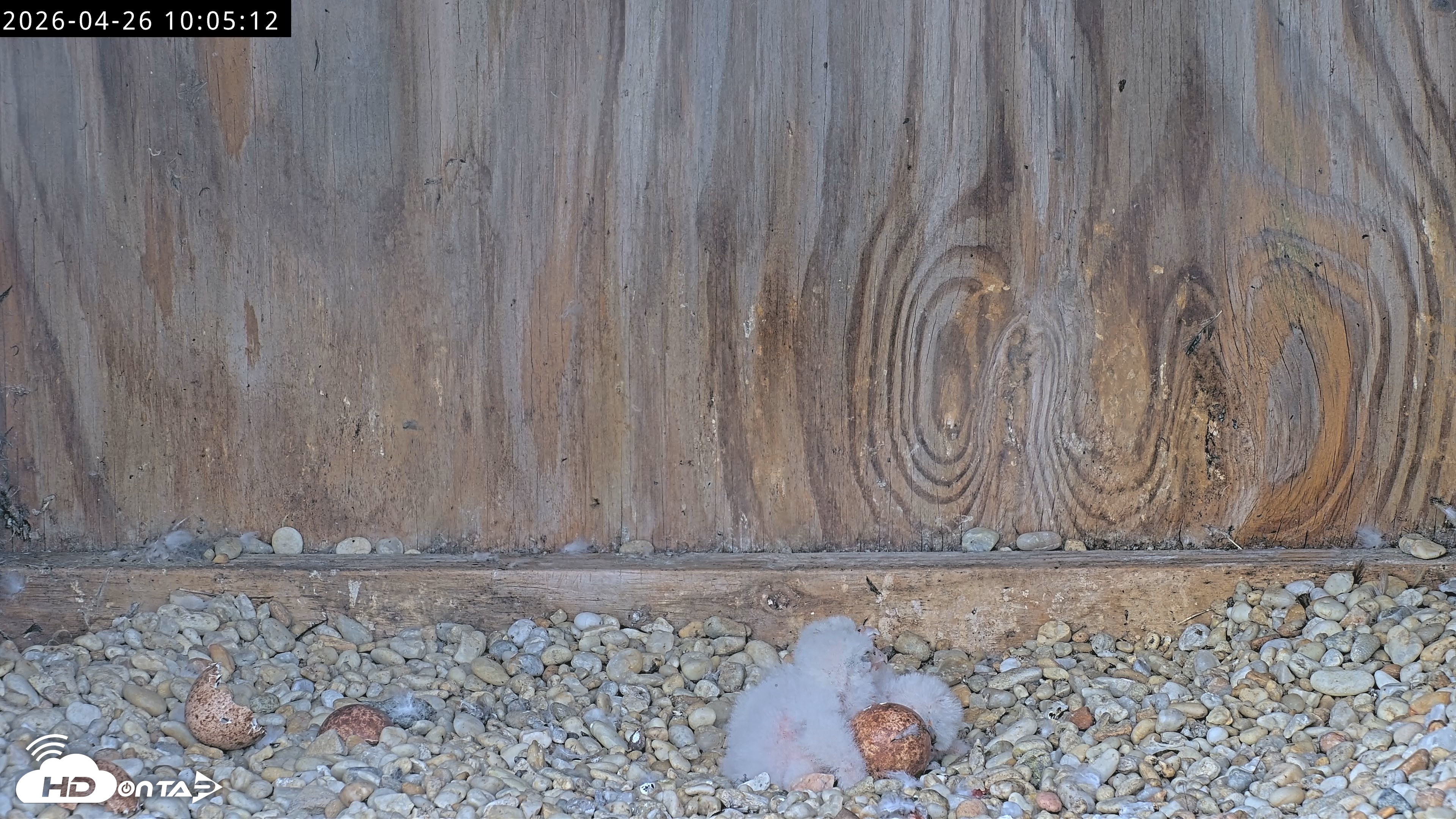 Snapshot of Richmond Virginia Peregrine Falcon Live Cam taken Apr 26, 2026, 10:17am EDT