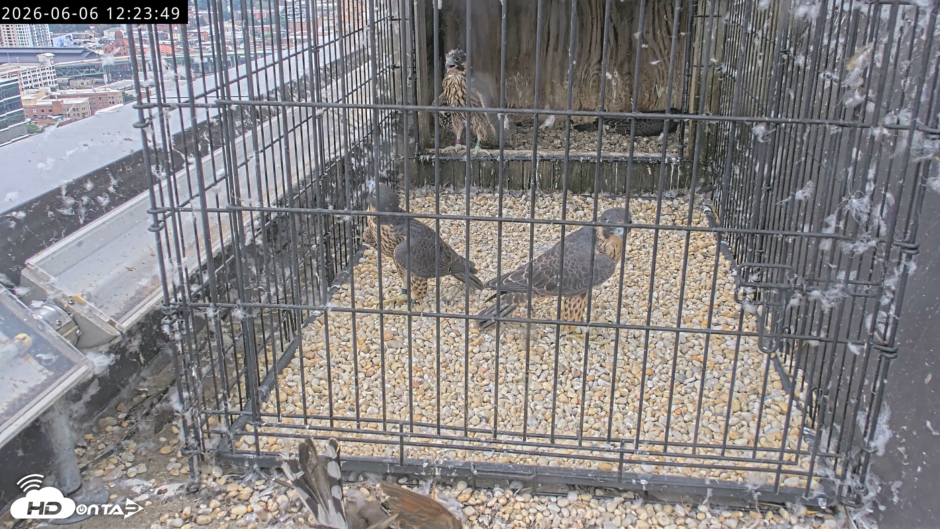 Snapshot of Richmond Virginia Peregrine Falcon Live Cam taken Jun 6, 2026, 12:25pm EDT