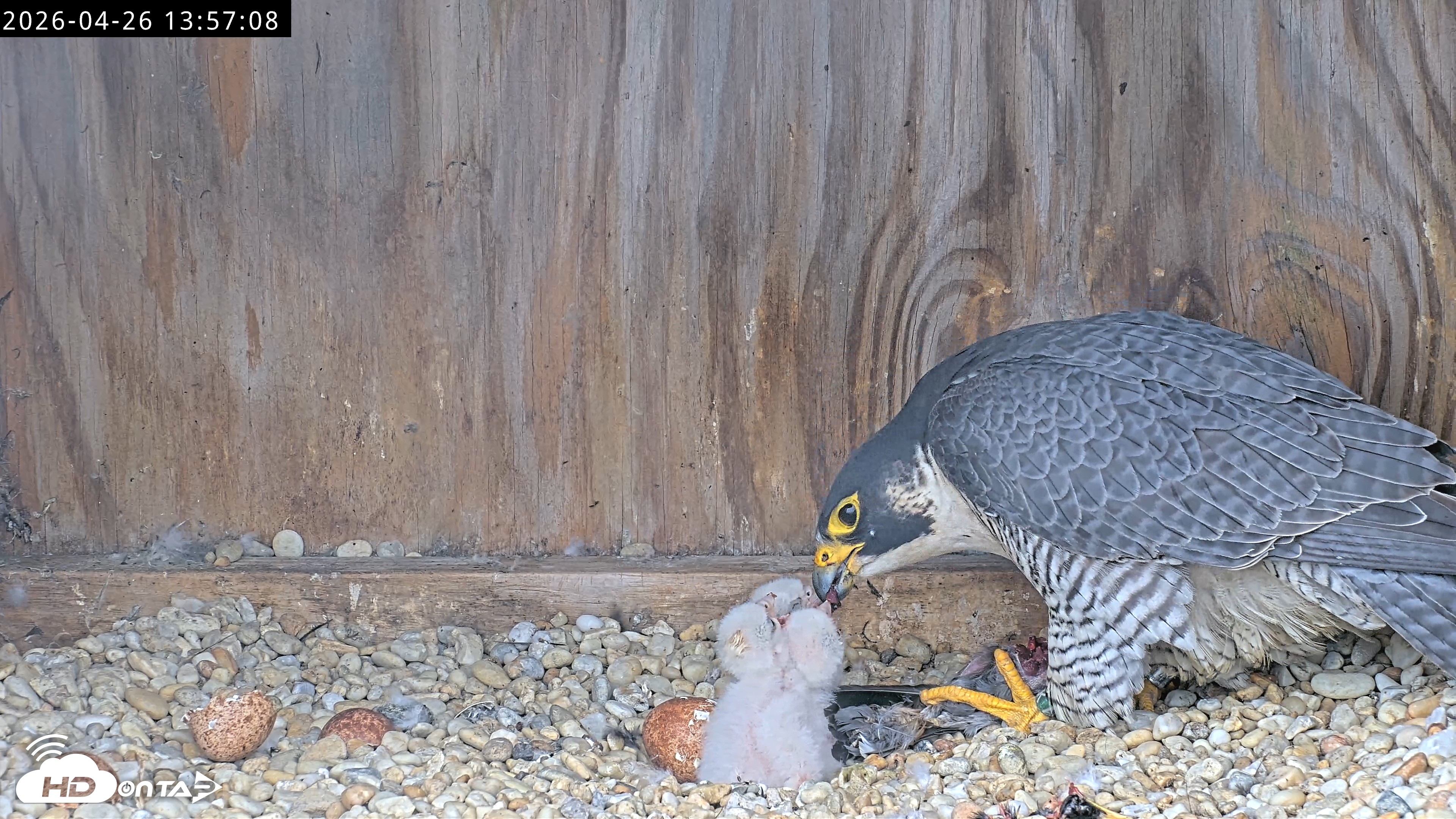 Snapshot of Richmond Virginia Peregrine Falcon Live Cam taken Apr 26, 2026, 2:08pm EDT