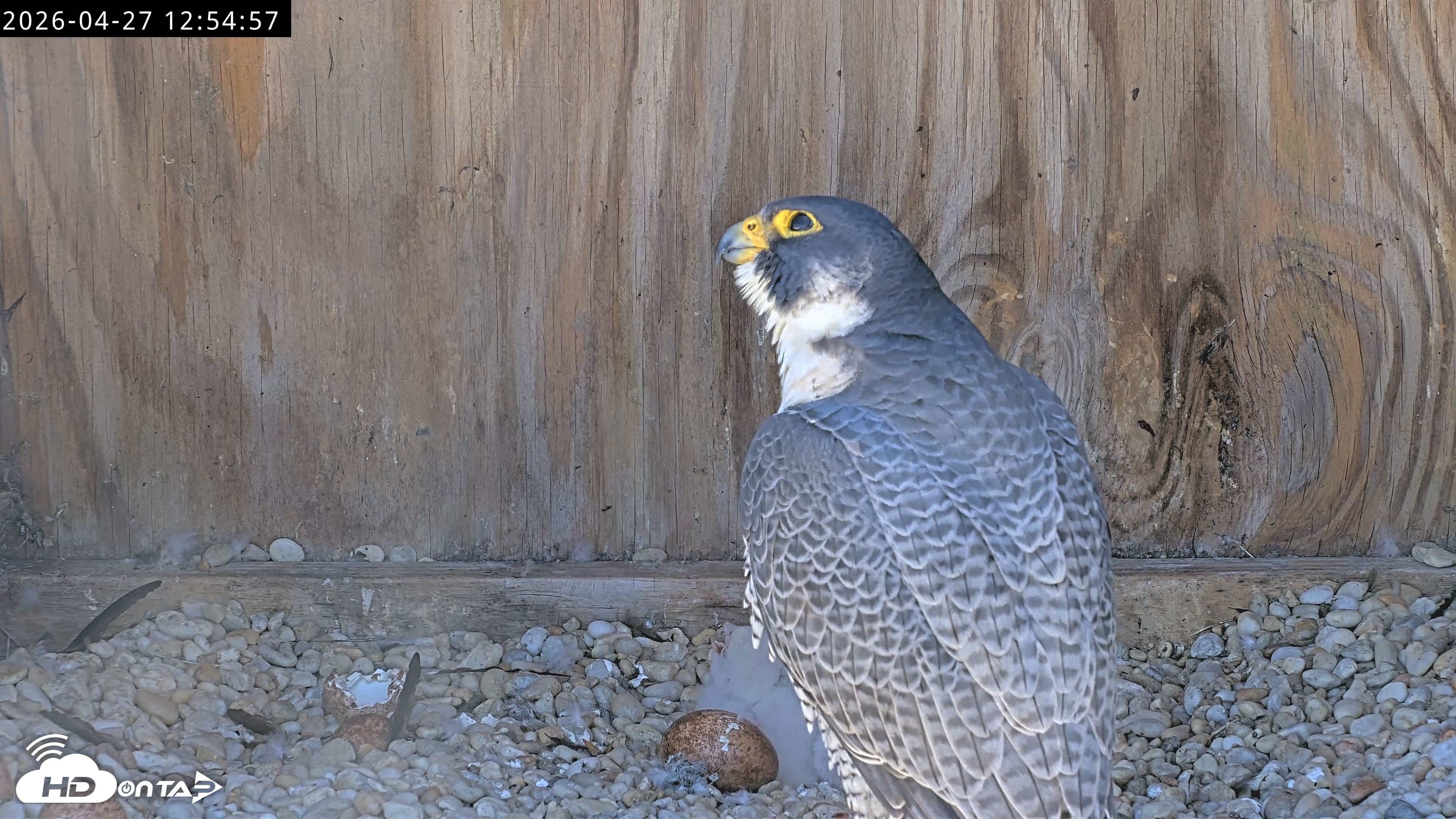Snapshot of Richmond Virginia Peregrine Falcon Live Cam taken Apr 27, 2026, 1:06pm EDT