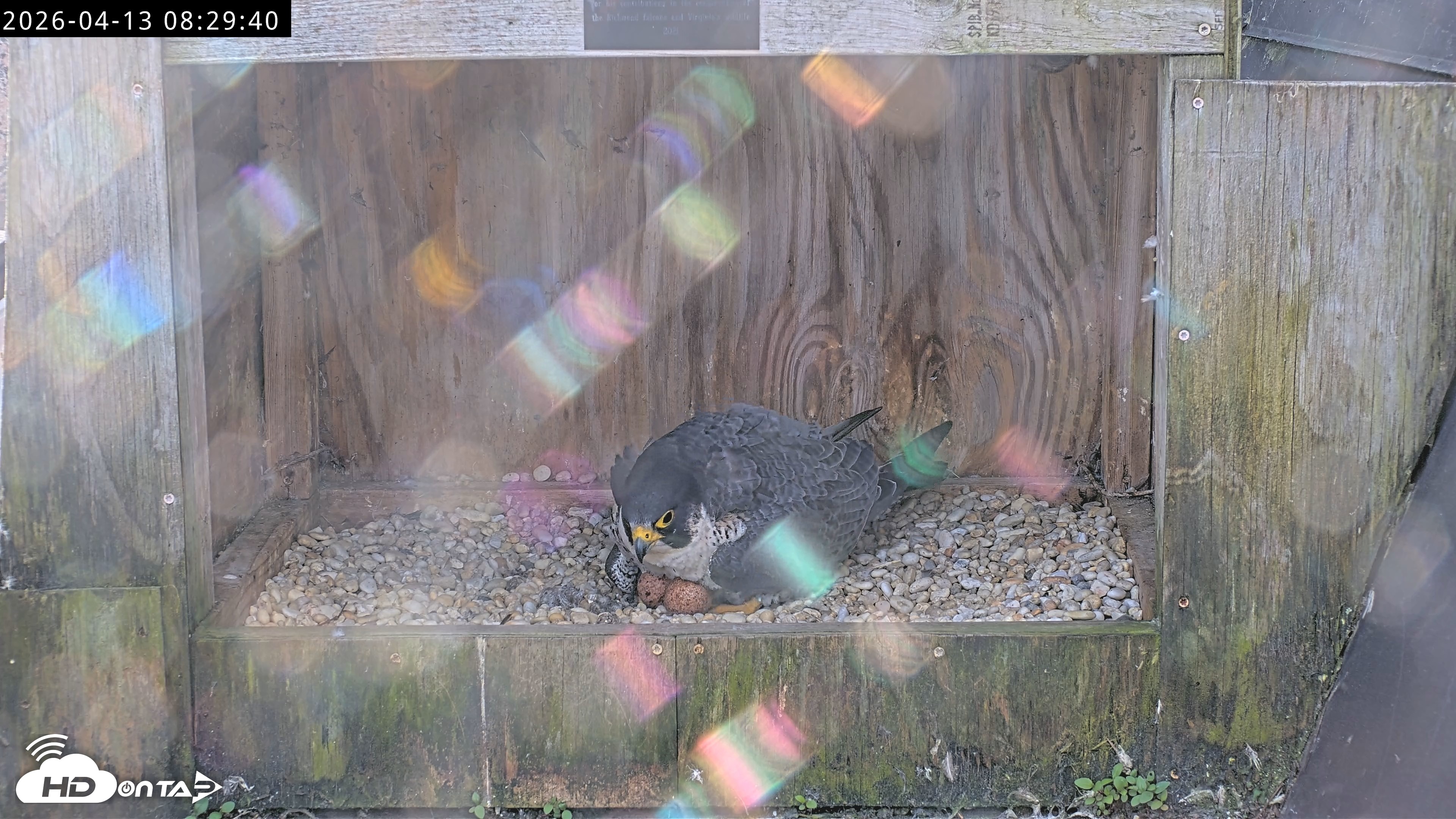 Snapshot of Richmond Virginia Peregrine Falcon Live Cam taken Apr 13, 2026, 8:41am EDT
