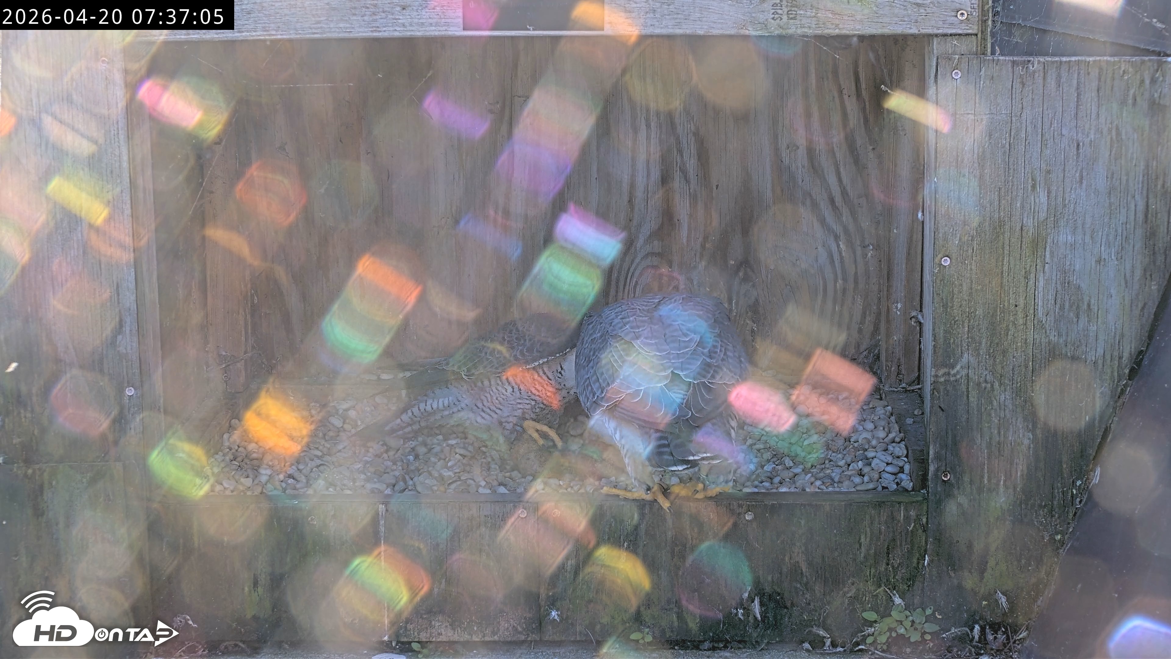 Snapshot of Richmond Virginia Peregrine Falcon Live Cam taken Apr 20, 2026, 7:48am EDT