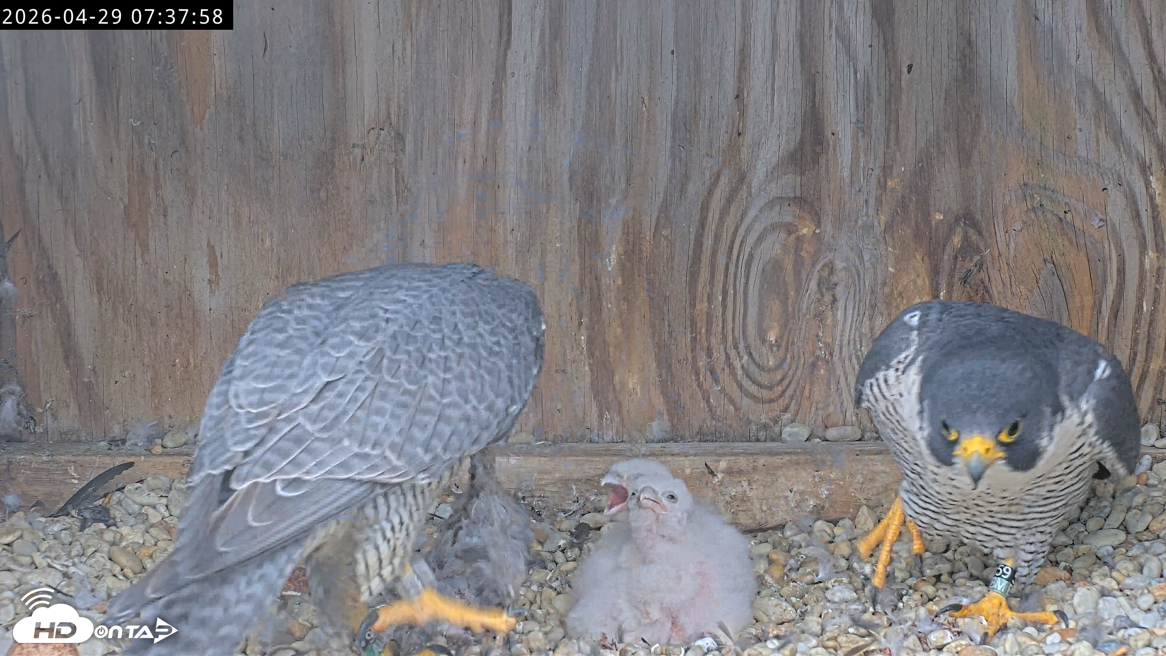Snapshot of Richmond Virginia Peregrine Falcon Live Cam taken Apr 29, 2026, 7:49am EDT