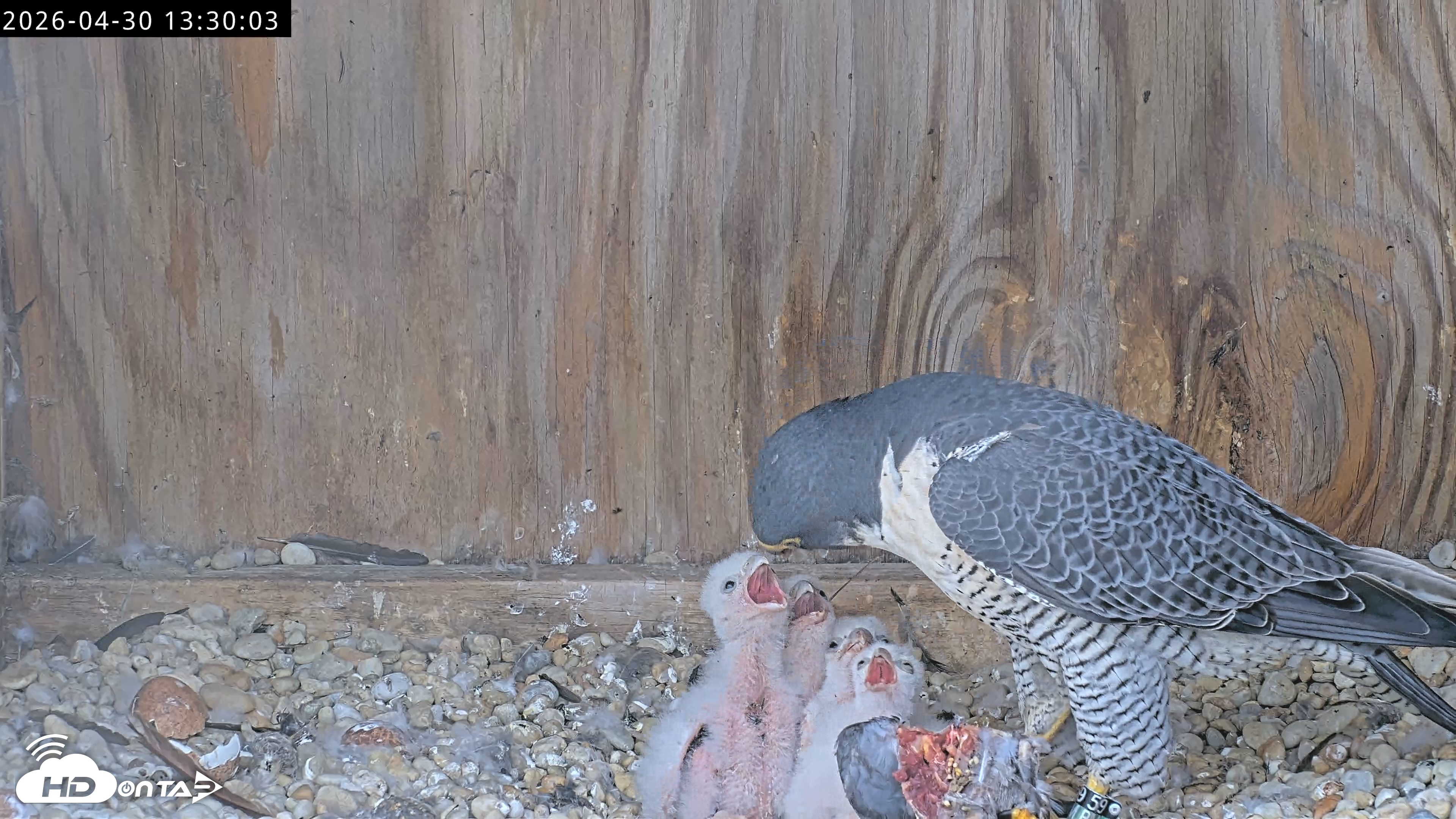 Snapshot of Richmond Virginia Peregrine Falcon Live Cam taken Apr 30, 2026, 1:41pm EDT