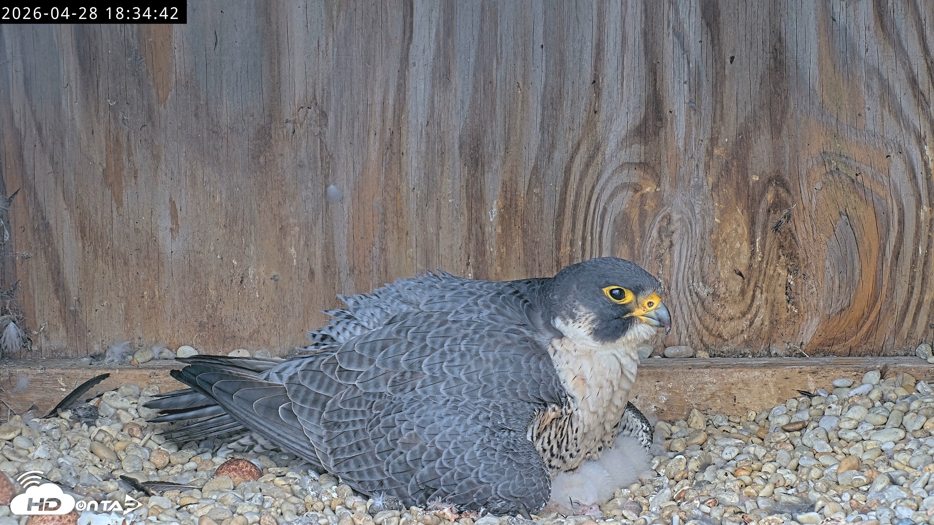 Snapshot of Richmond Virginia Peregrine Falcon Live Cam taken Apr 28, 2026, 6:46pm EDT
