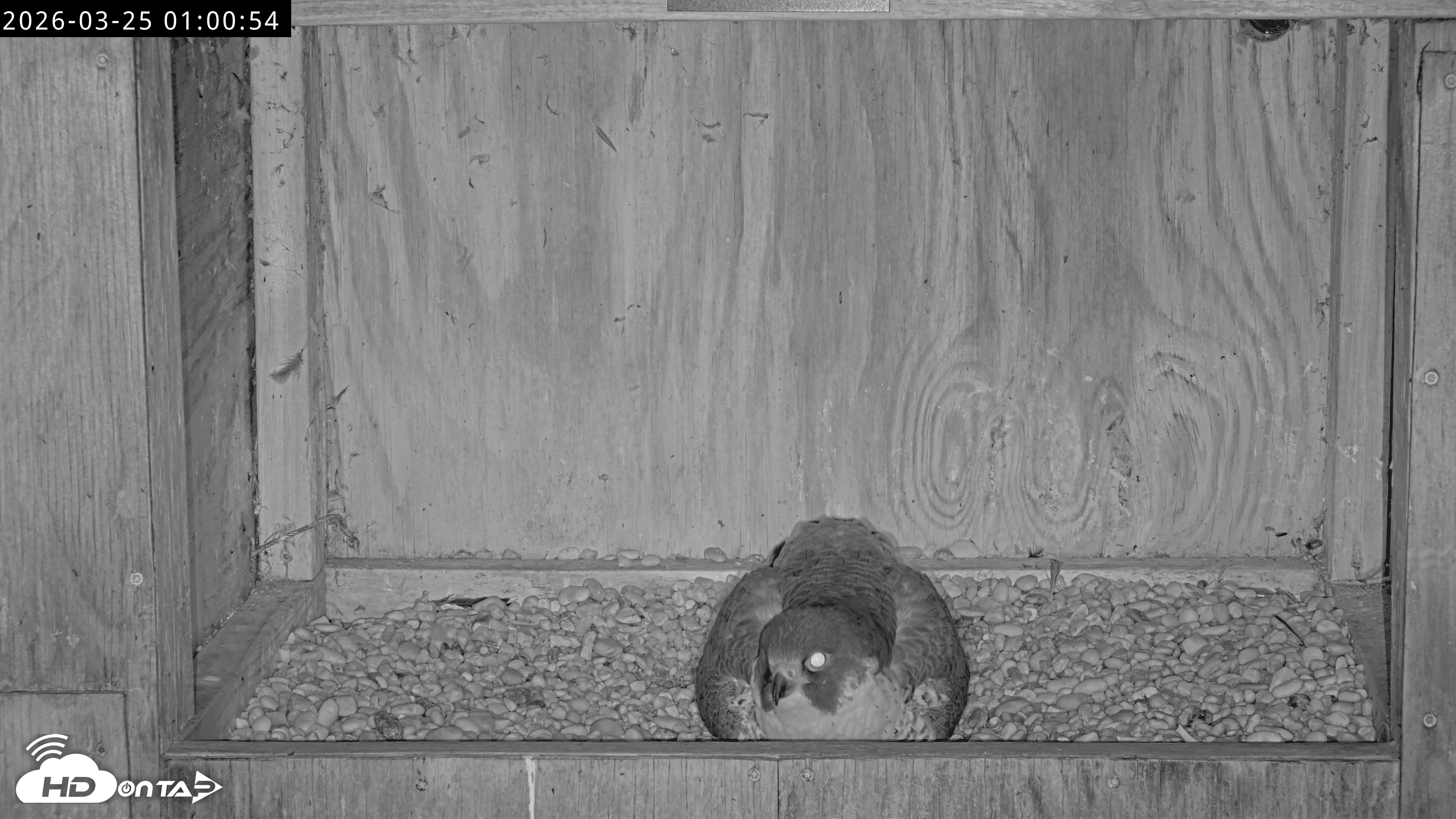 Snapshot of Richmond Virginia Peregrine Falcon Live Cam taken Mar 25, 2026, 1:12am EDT