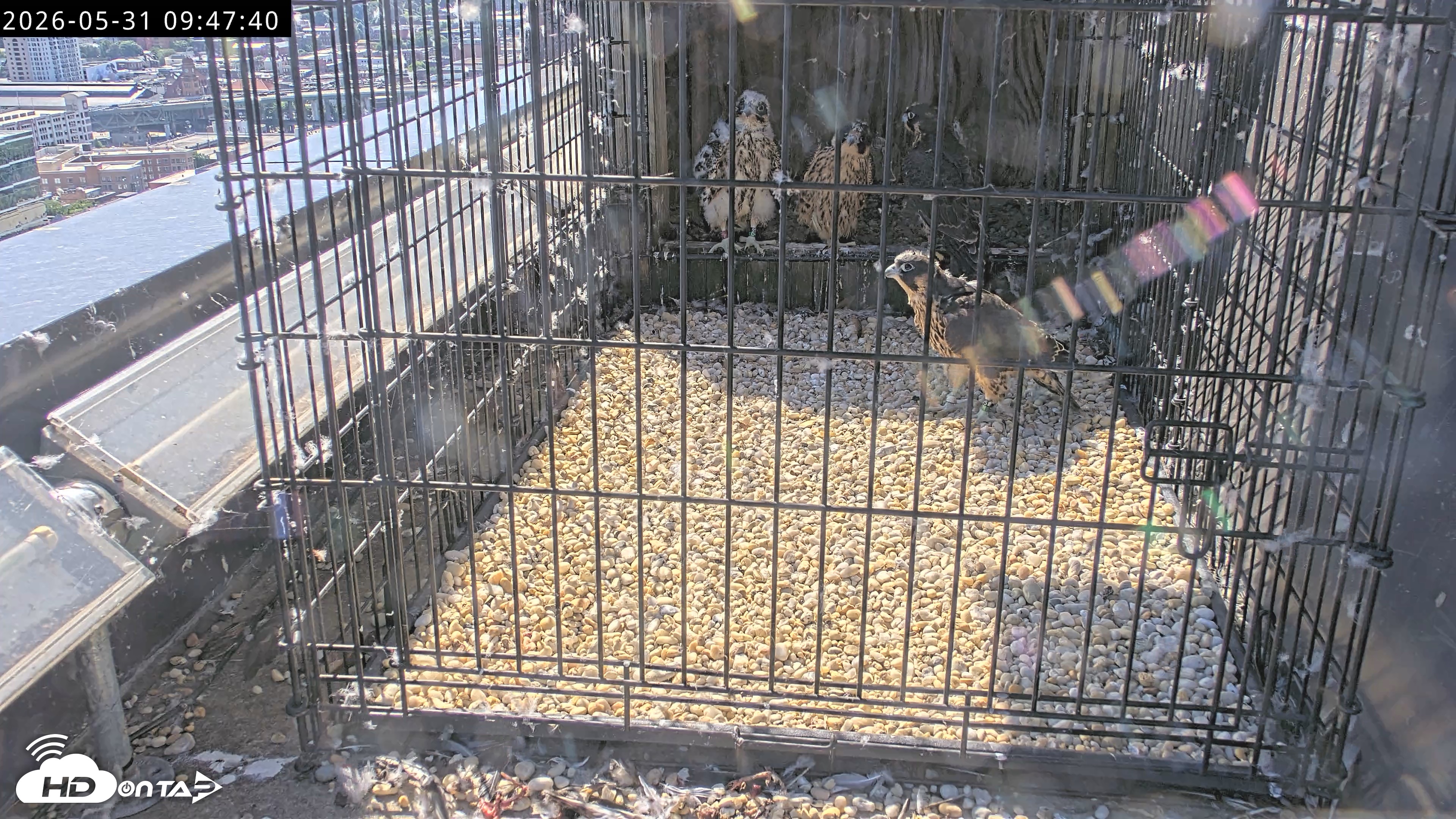 Snapshot of Richmond Virginia Peregrine Falcon Live Cam taken May 31, 2026, 9:50am EDT