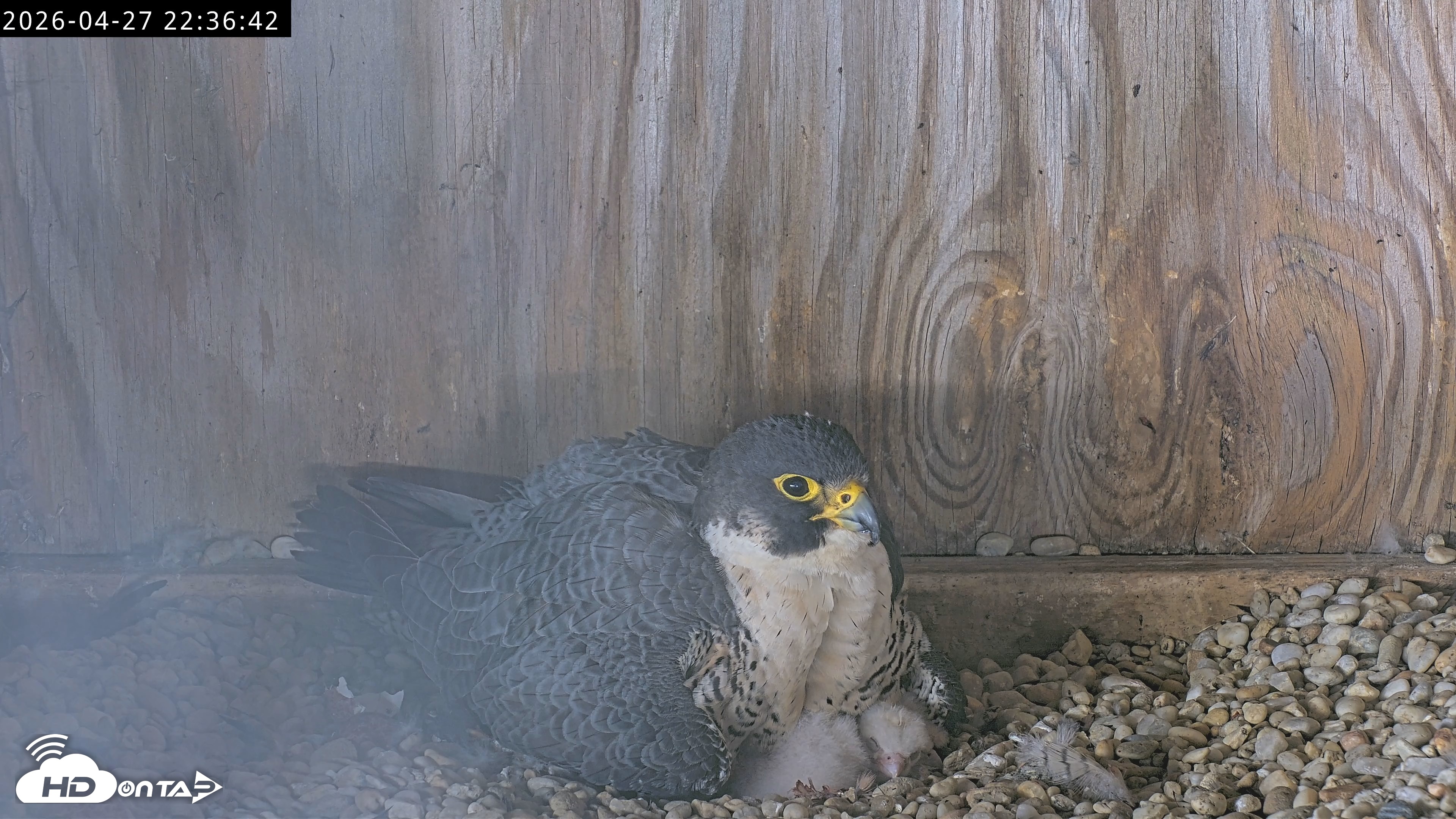 Snapshot of Richmond Virginia Peregrine Falcon Live Cam taken Apr 27, 2026, 10:48pm EDT
